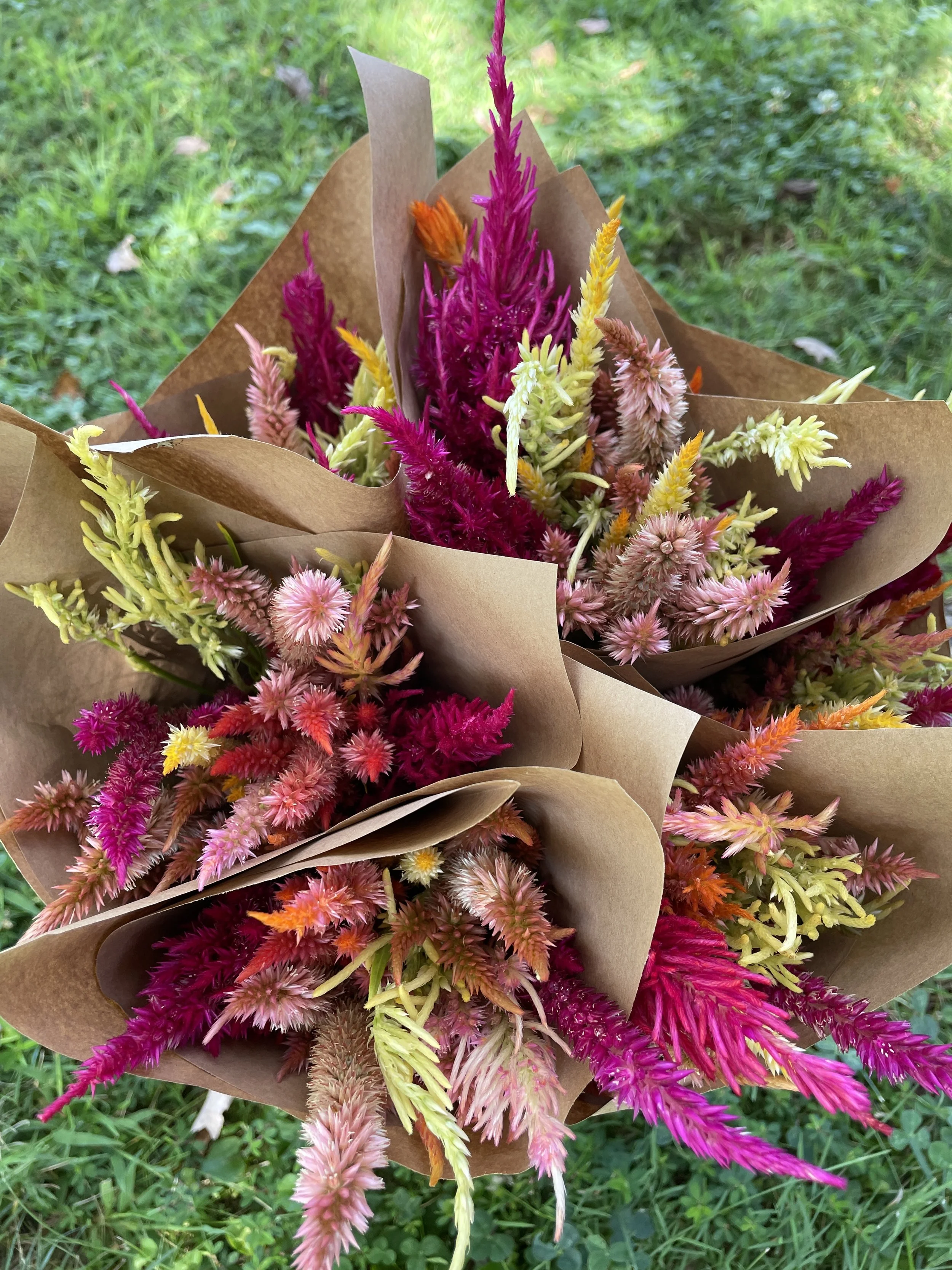 Celosia Bunch