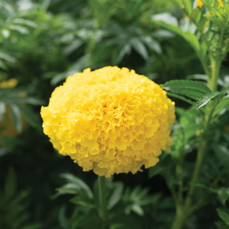 05062_01_coco_yellow_marigold (1).jpg