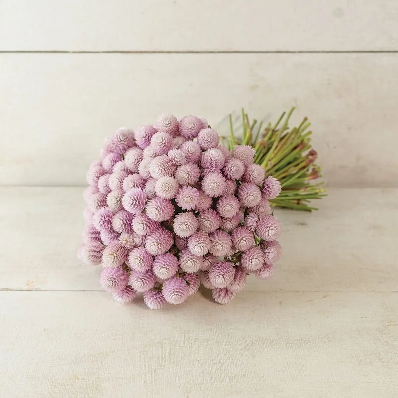 04584_01_qis_pink.jpg