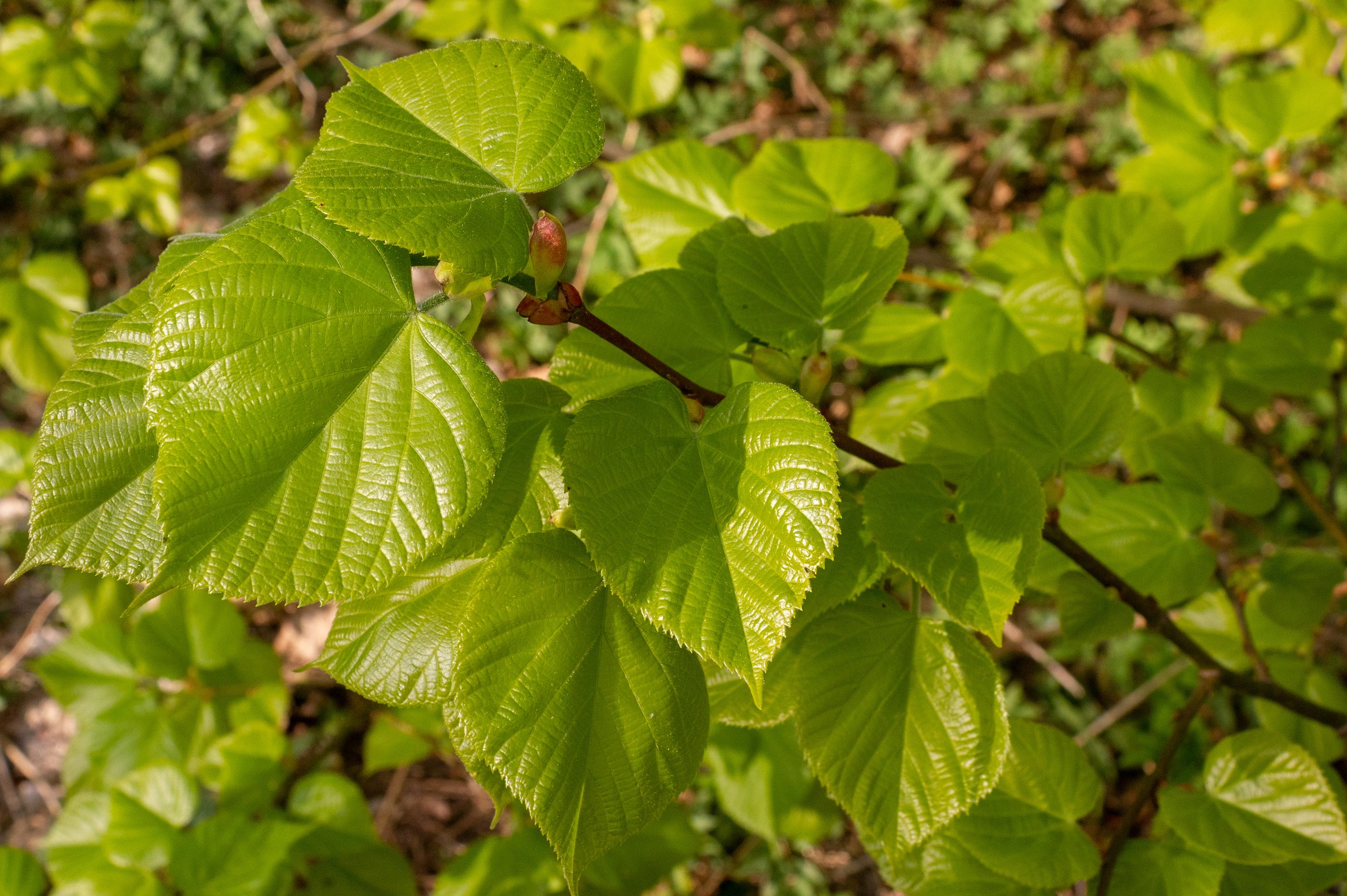 Small leaved lime.jpg