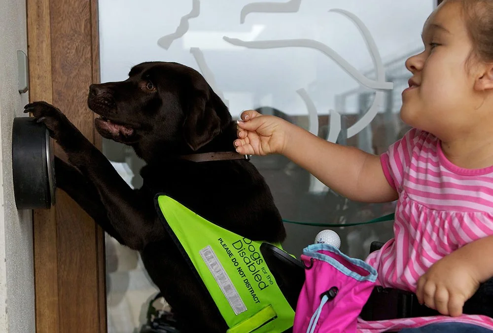 Dogs for the Disabled
