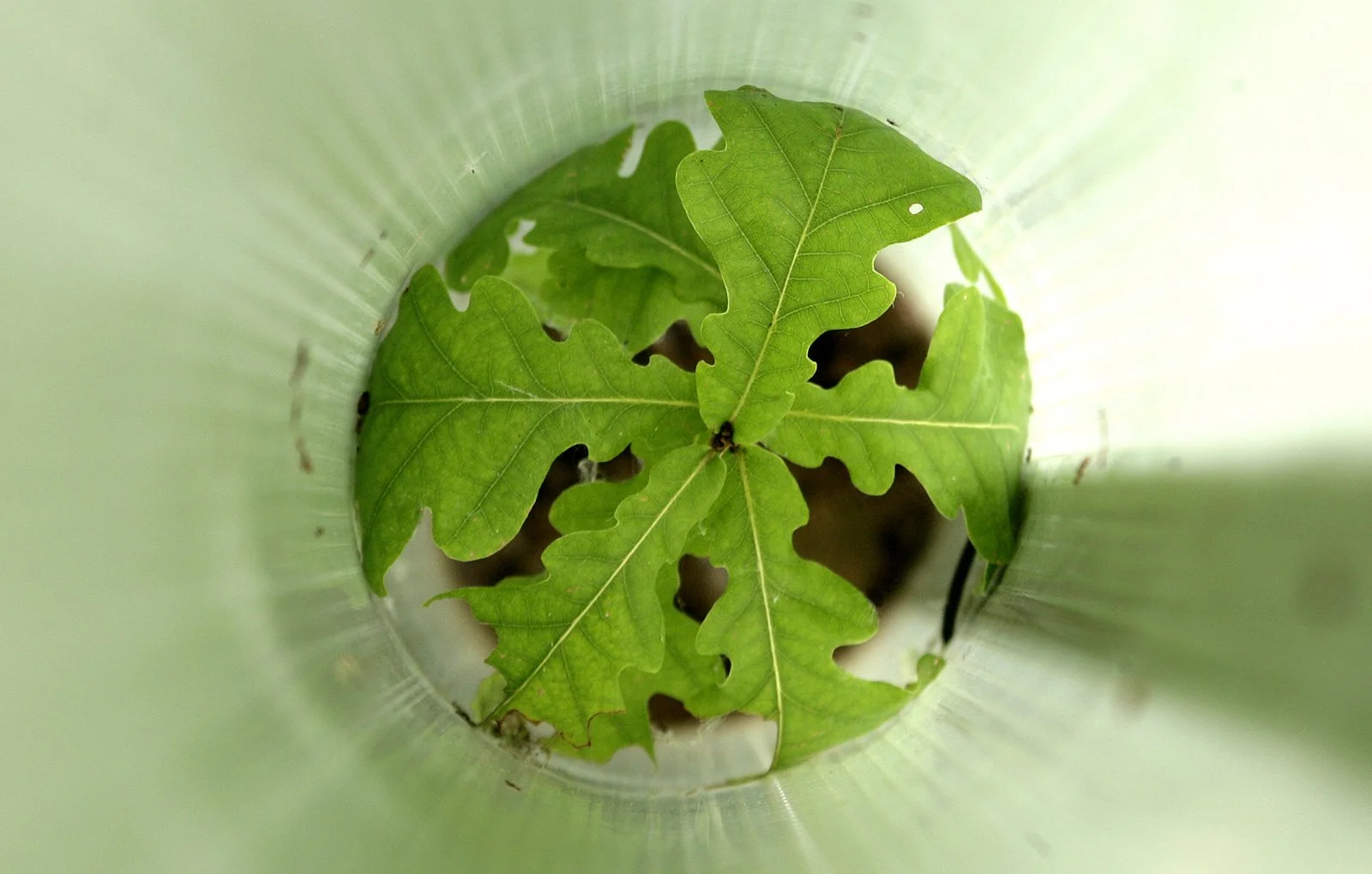 HofEF-Tube Tree Header 1600x1020.jpg