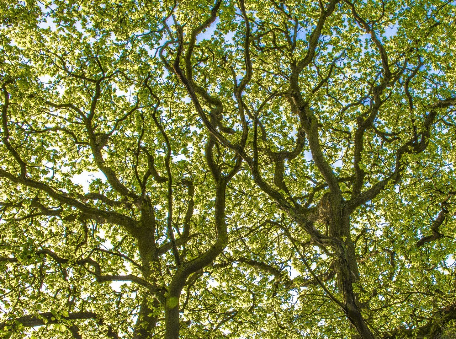 Oak tree canopy.jpeg