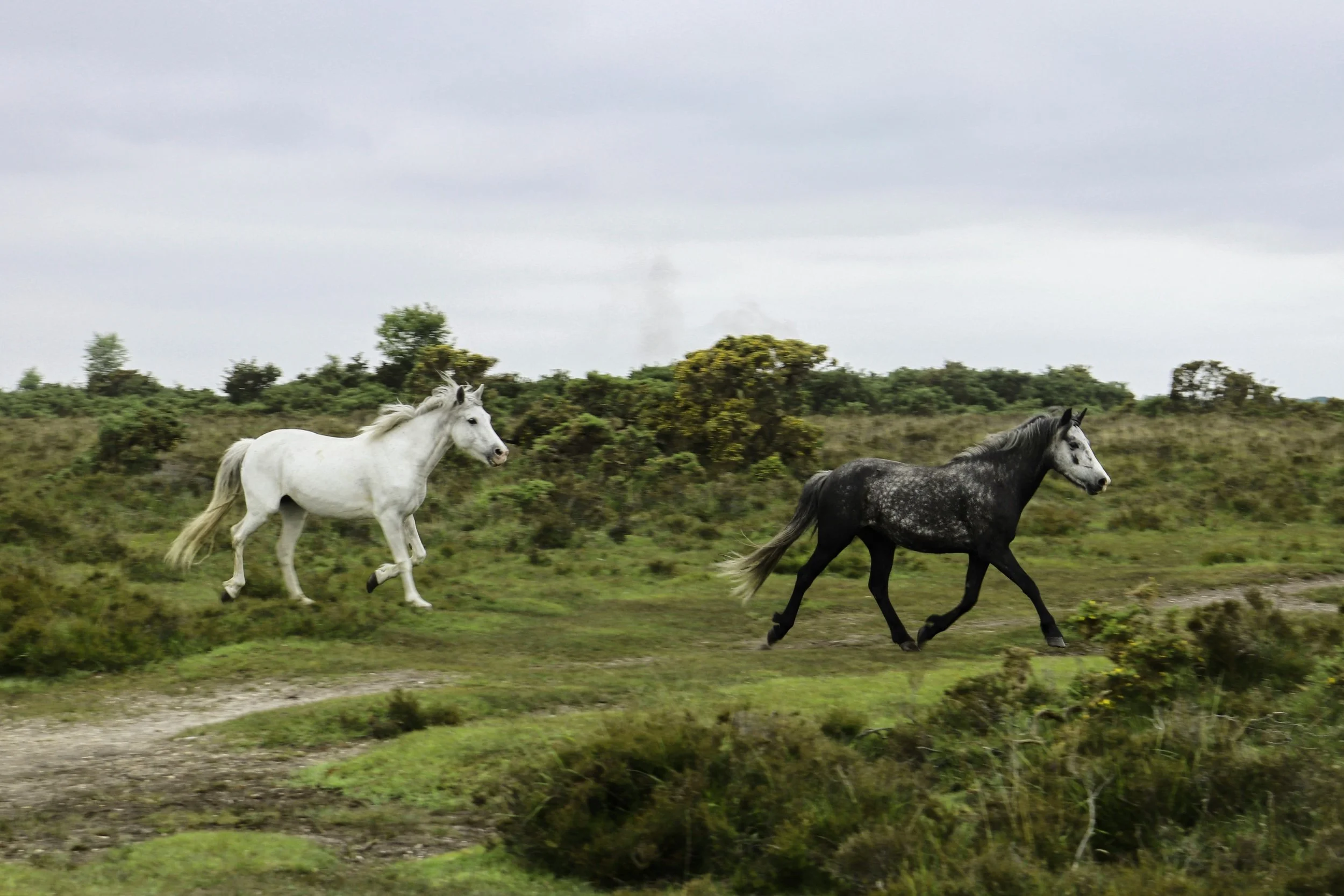 A Lunar New Year Journey - Women’s Circle, Guided Journaling, Sharing &amp; Integration 