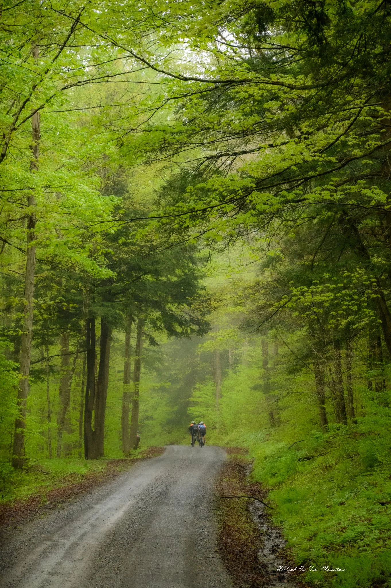 A gravel forest road surrounded by tall trees with lush green foliage, with three people riding bikes on the road.