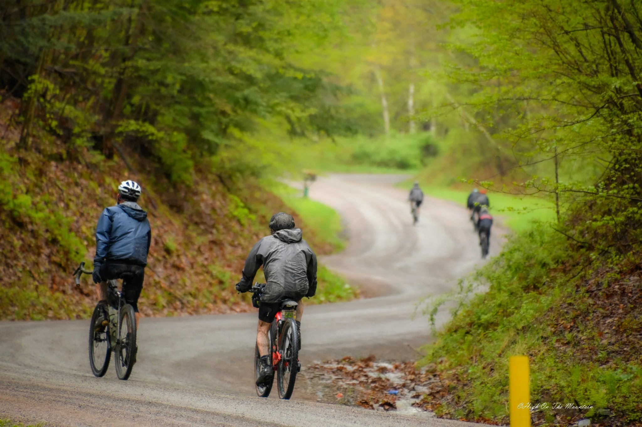 Four cyclists riding on a winding forest road with green foliage, some road wet from rain.