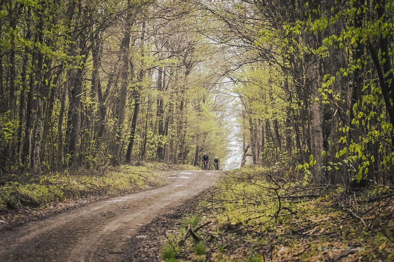 Two cyclists riding on a dirt path through a dense forest with tall trees and fresh green leaves.
