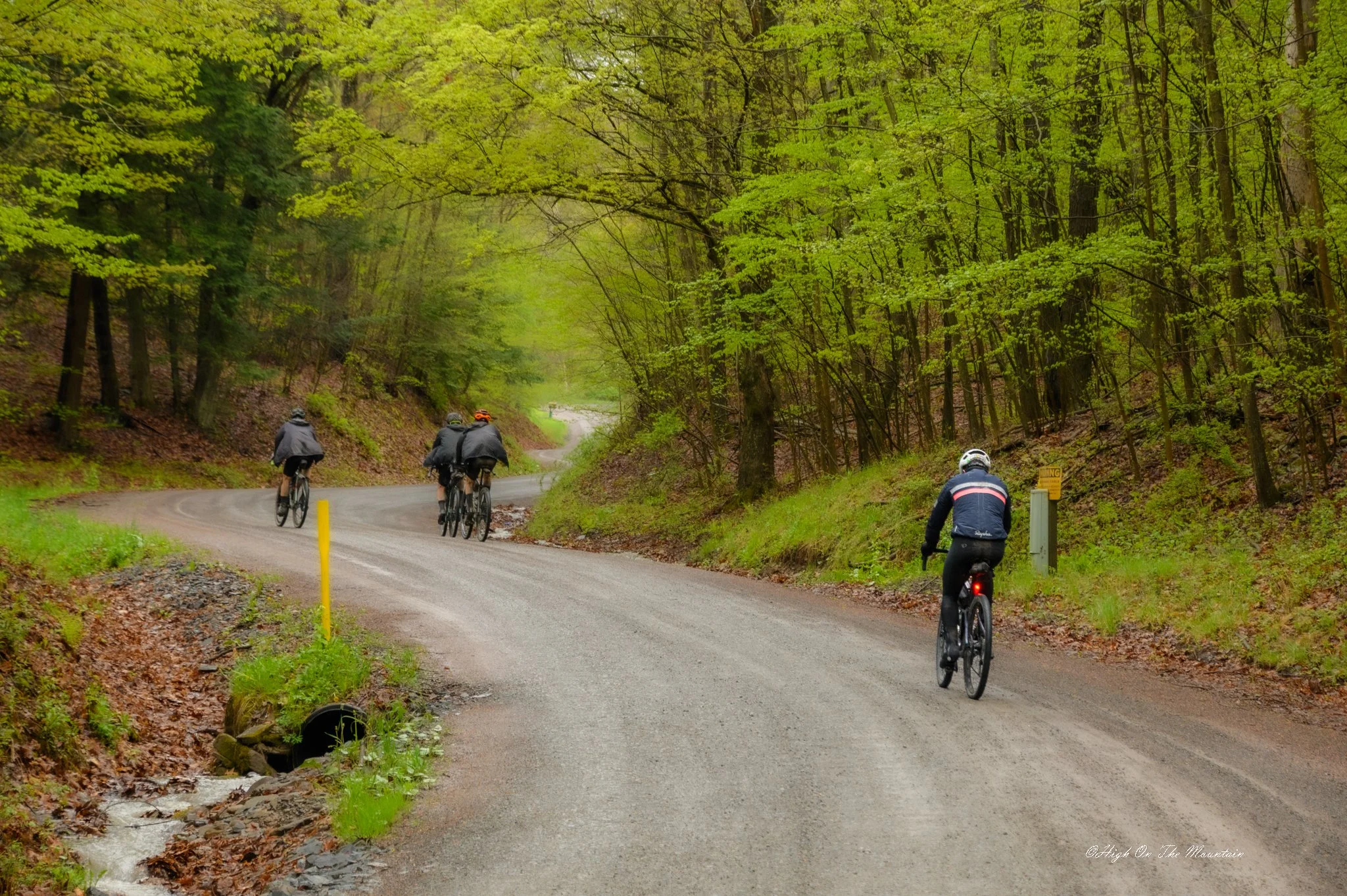 Four cyclists riding on a winding forest road with green trees and a small creek on the side.
