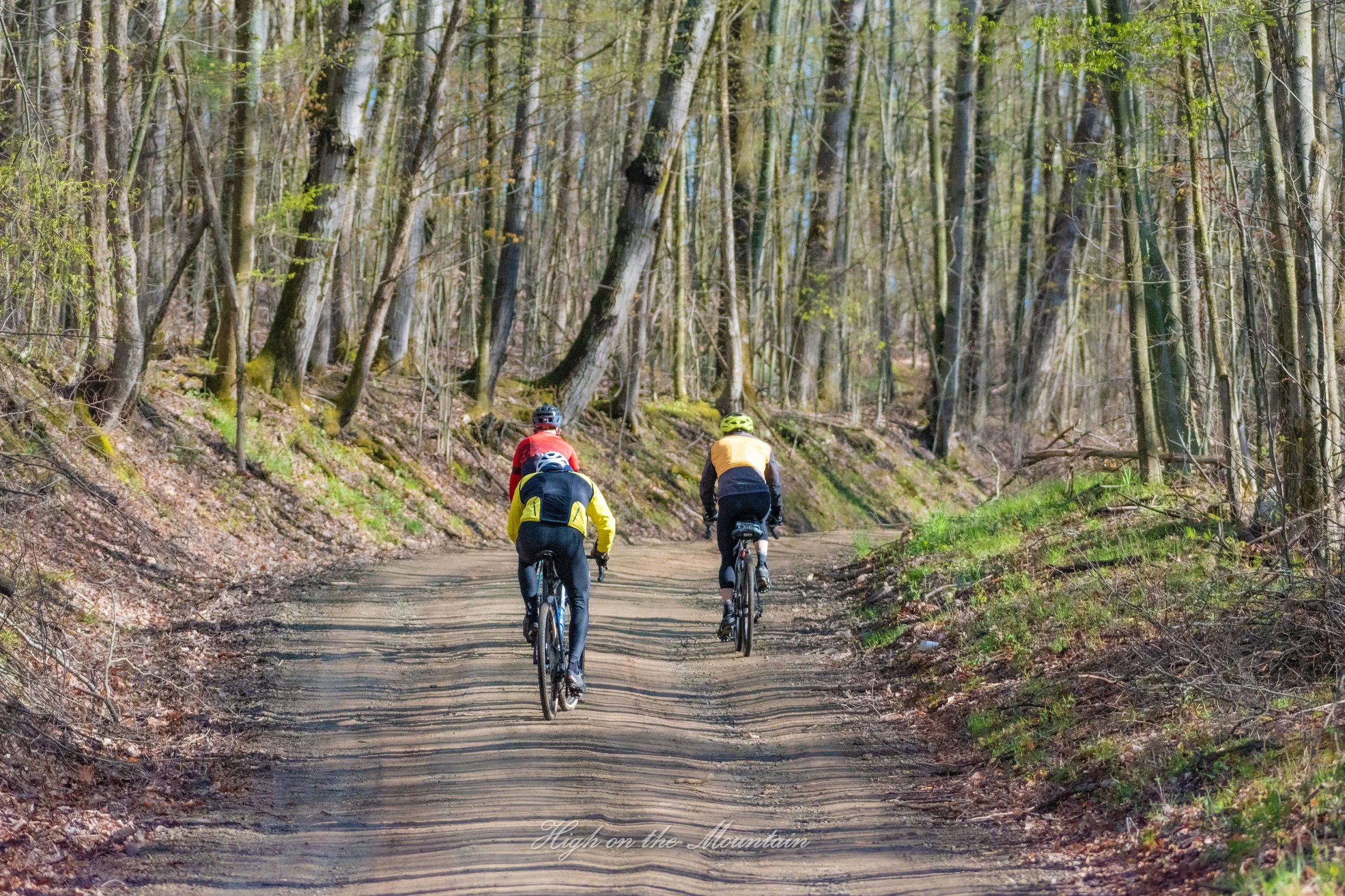 Three cyclists riding mountain bikes on a dirt trail through a dense forest with tall trees and green foliage.