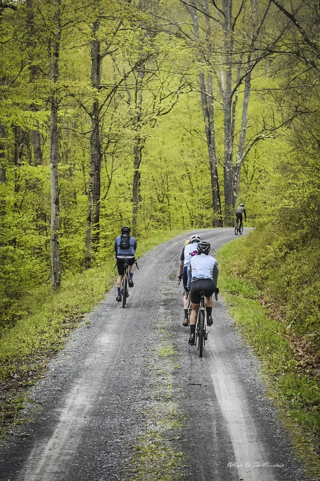 Four cyclists riding on a gravel trail through a lush green forest with tall trees and vibrant foliage.