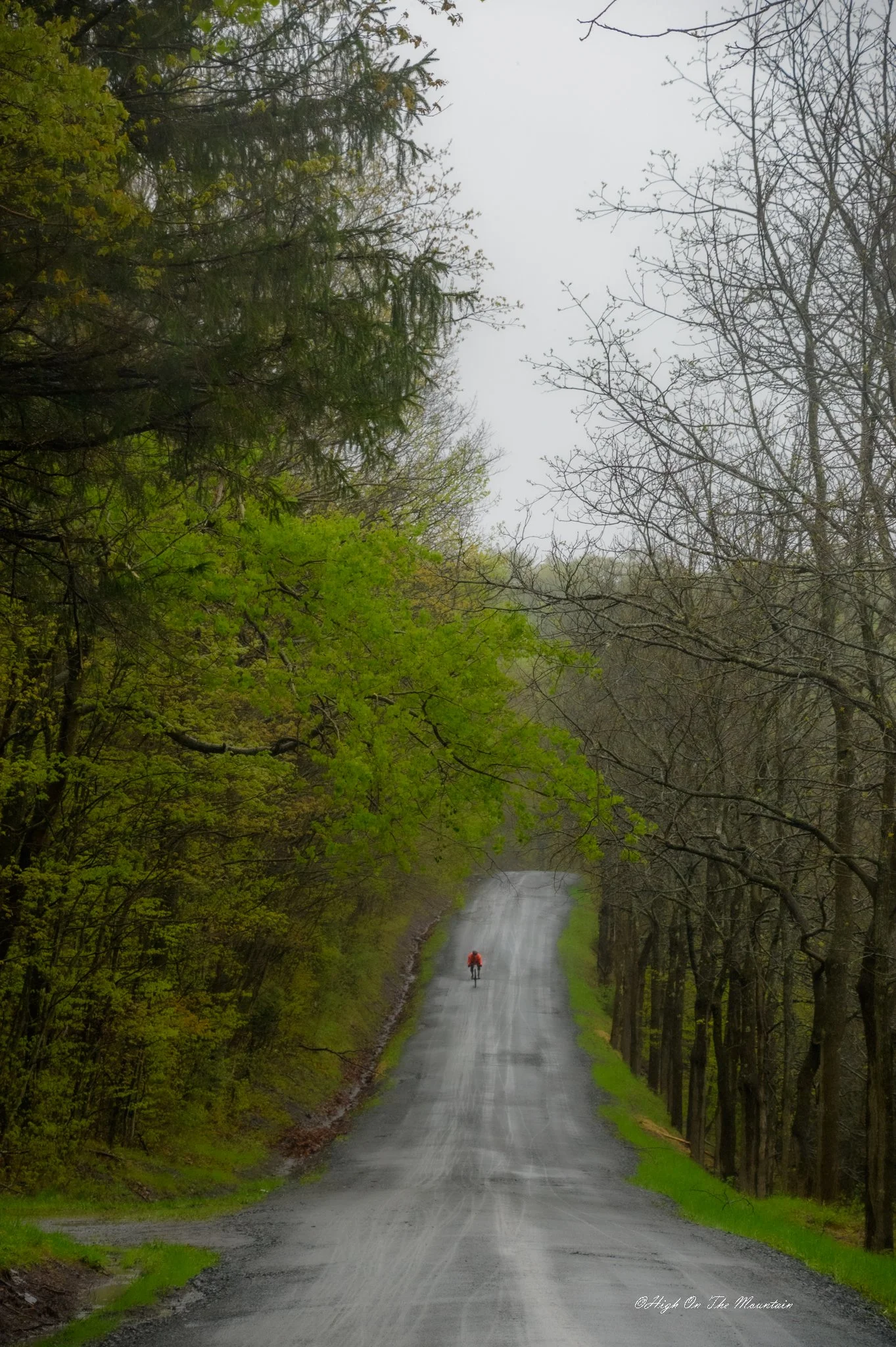 A misty, green forest with a narrow road running through it, a person riding a bicycle in the distance.