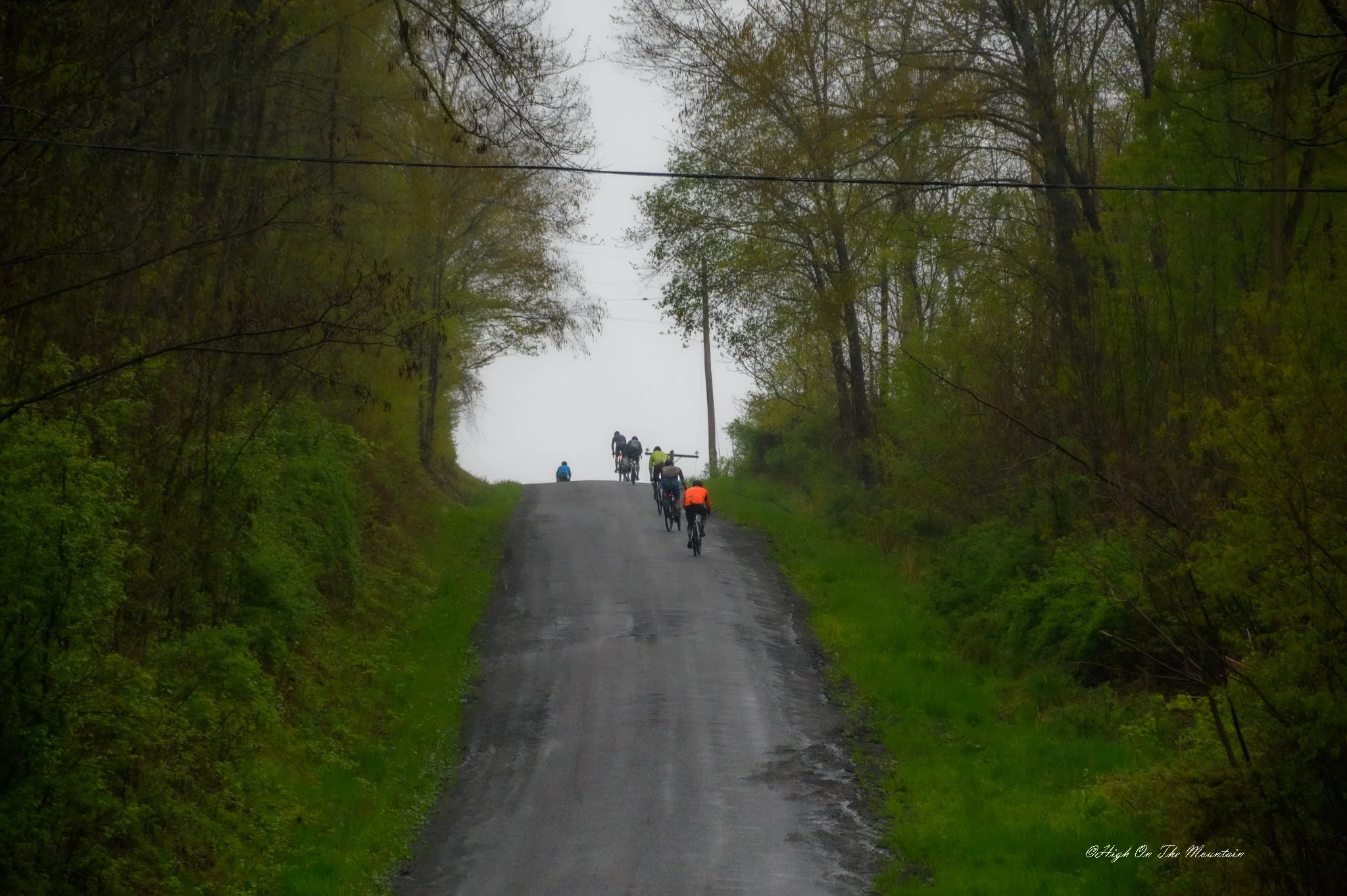 A group of cyclists riding up a rural, paved road through a wooded area with tall trees on either side on a foggy day.