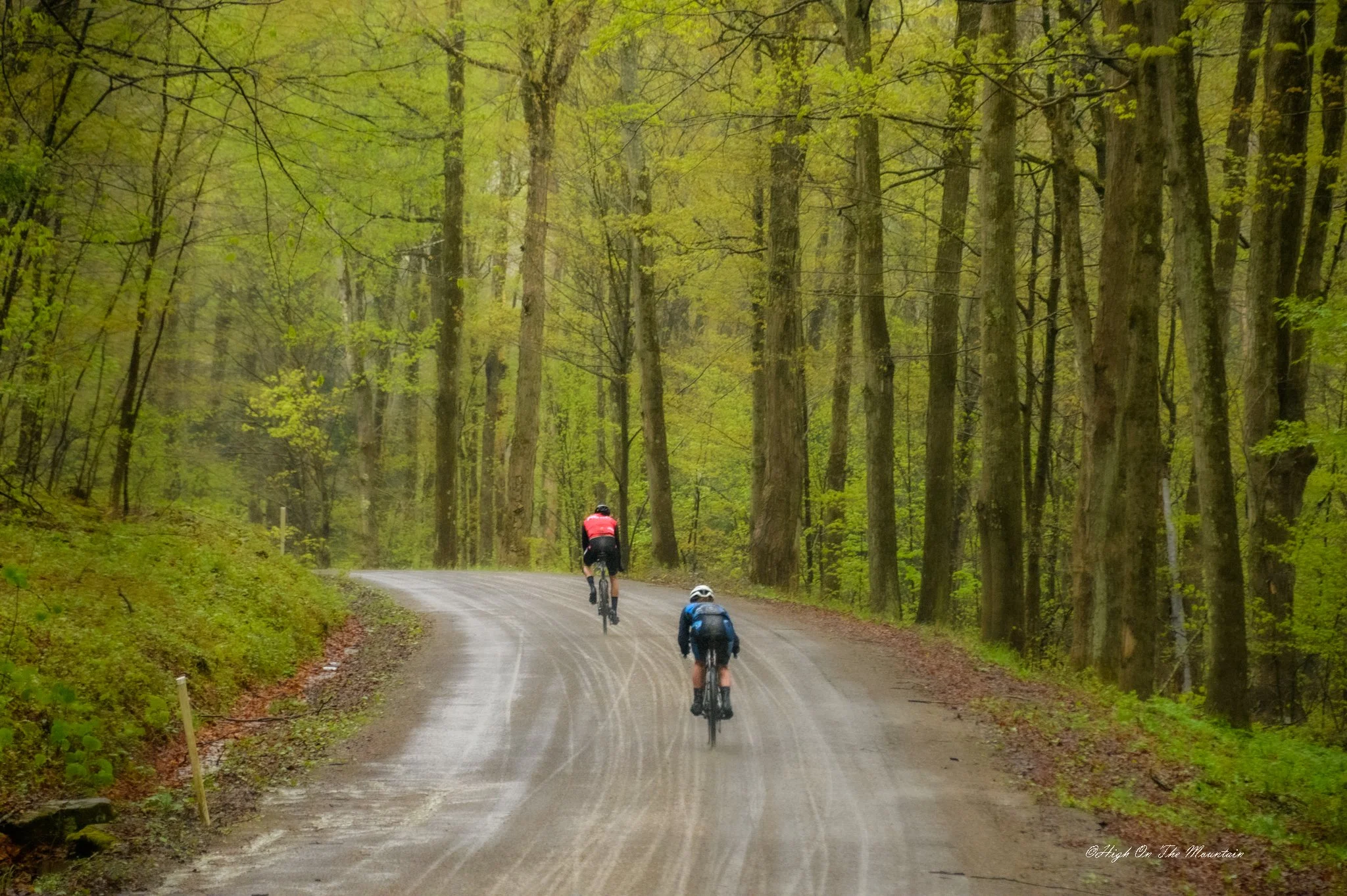 Three cyclists riding on a narrow, winding, muddy forest road surrounded by tall trees with green leaves.