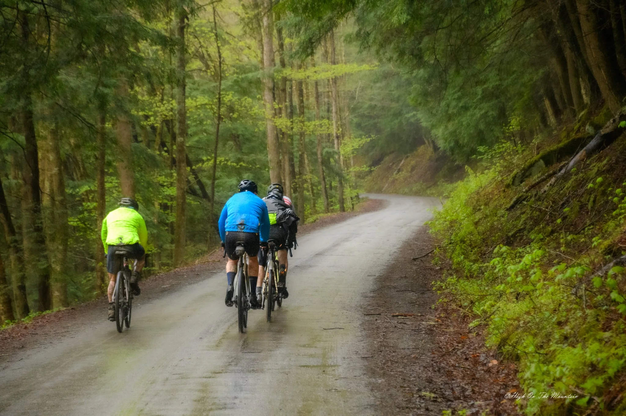 Four cyclists riding on a winding forest road surrounded by tall green trees and moss-covered terrain.