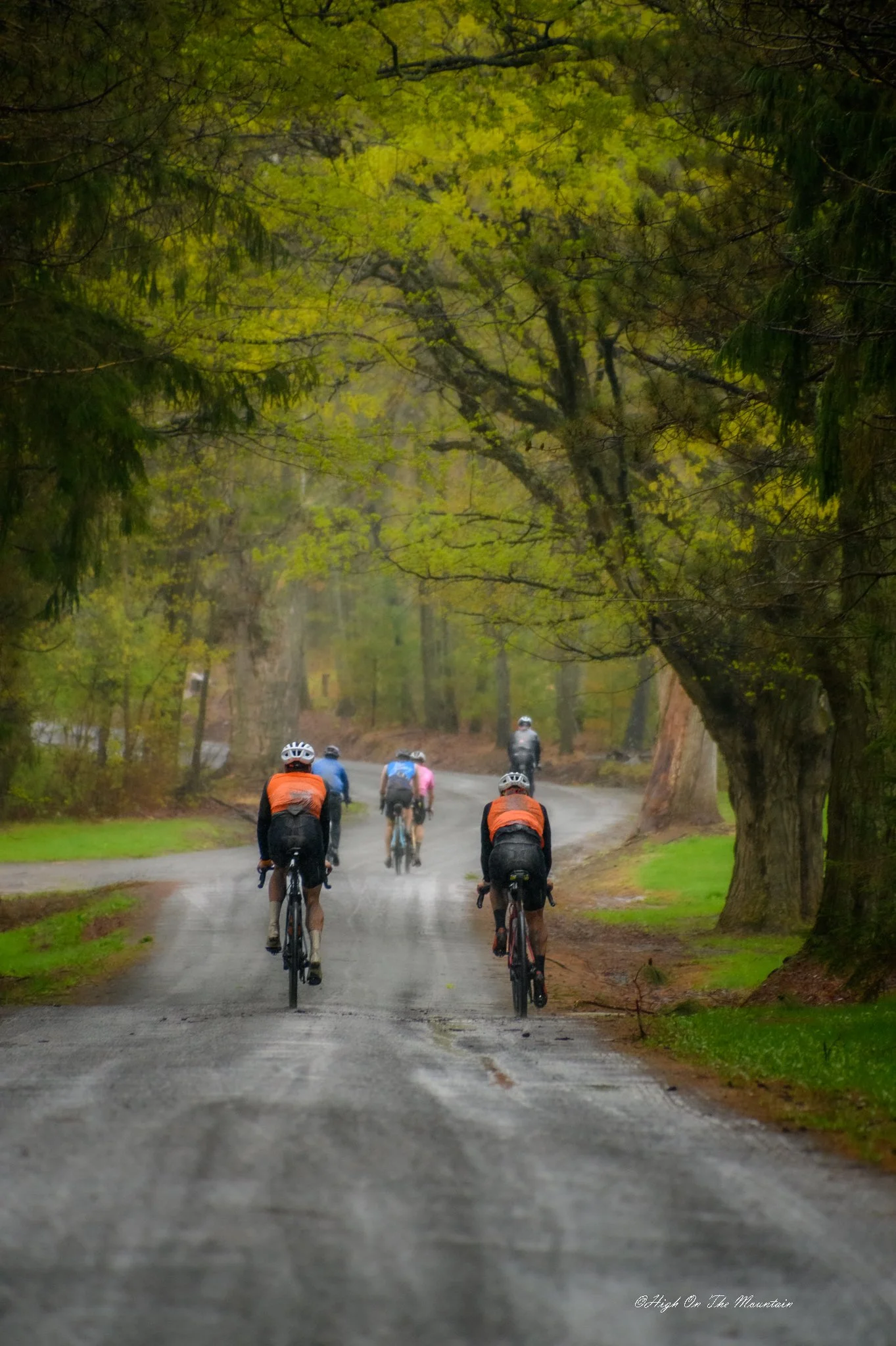 A group of cyclists riding on a winding road through a lush green forest with tall trees and vibrant leaves.