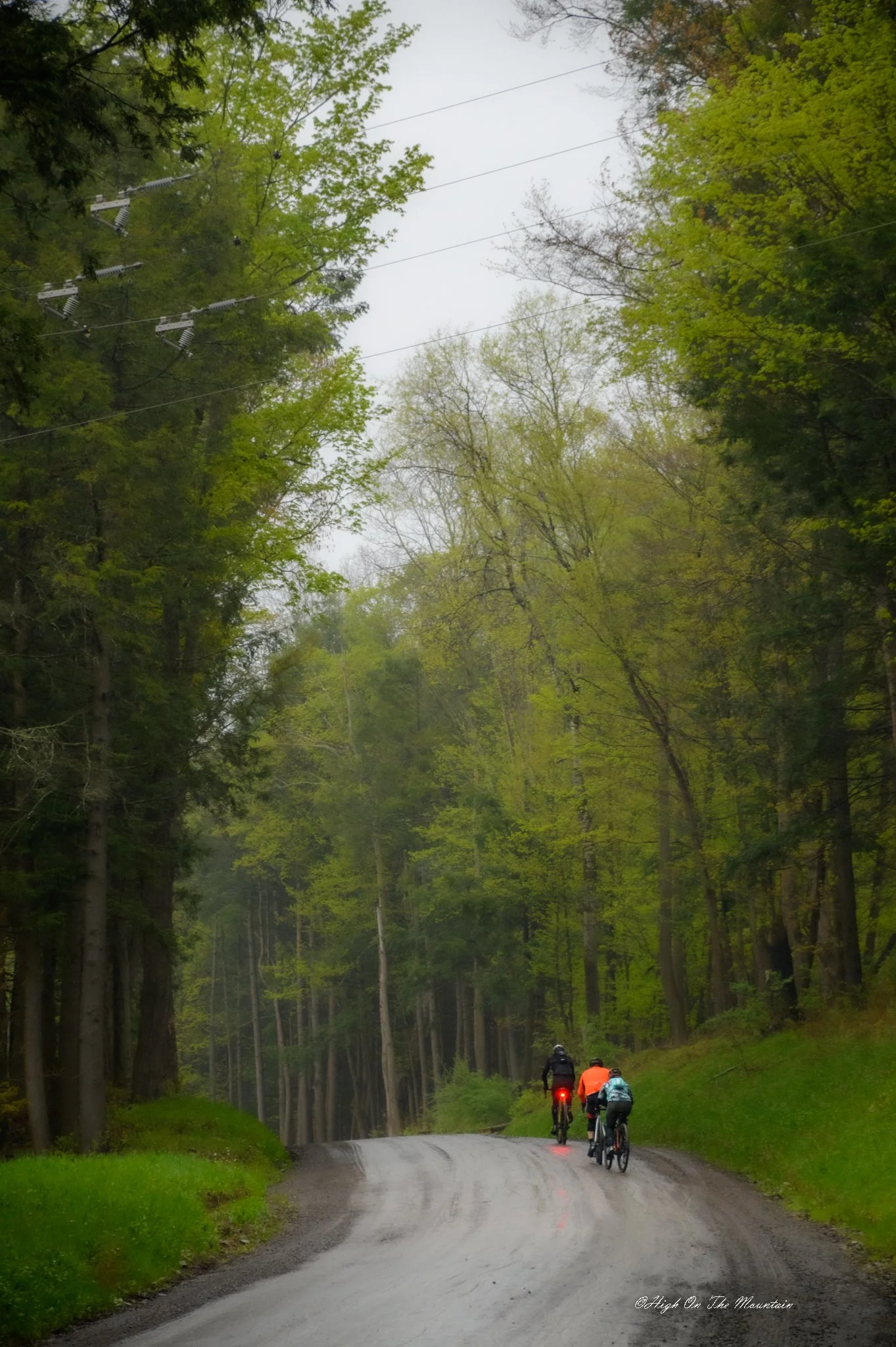 Cyclists riding on a curved road through a lush green forest on a cloudy day.