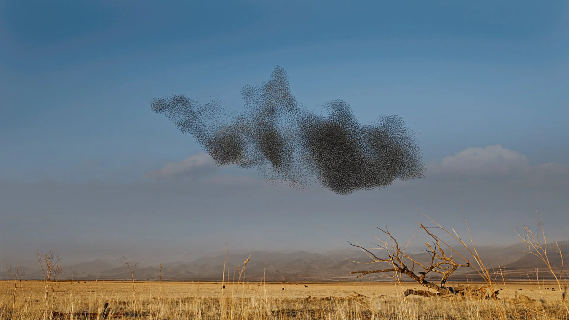 Murmurations | Dell Technologies