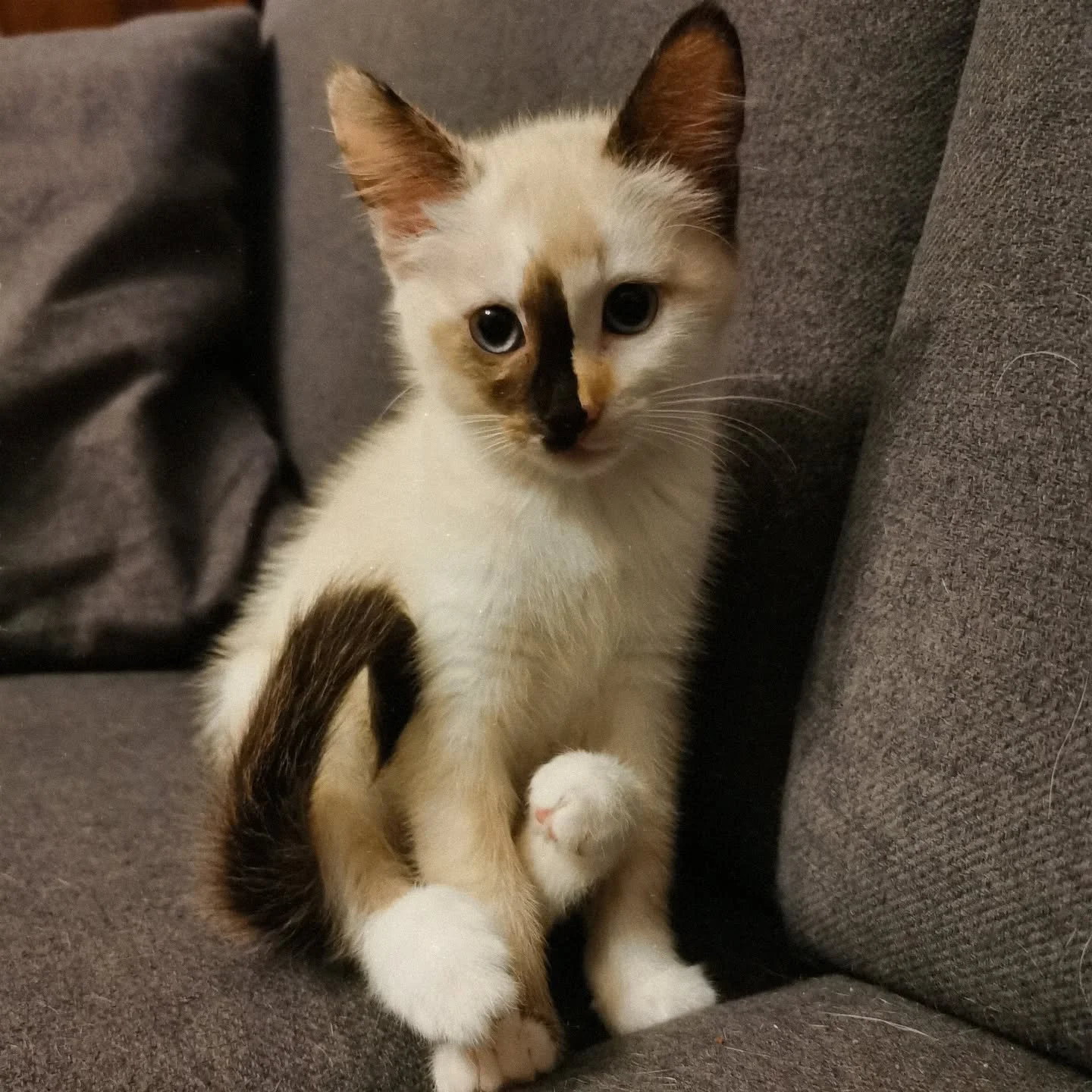 Velkommen til husets nye familiemedlem❤
.
.
.

#g&aring;rdsliv #livetp&aring;landet #g&aring;rdskatt #kitten #farmcat