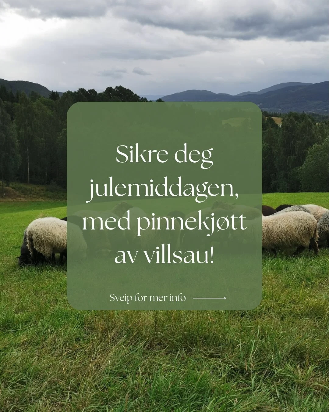 Ta kontakt for &aring; sikre deg pinnekj&oslash;tt til jul!
.
.
.
#lokalmat #villsau #pinnekj&oslash;tt #g&aring;rdslivet #norskeg&aring;rder #eventyrligetun #norgetrengerbonden #agriculturelife #norsklandbruk #farmlife #womeninagriculture