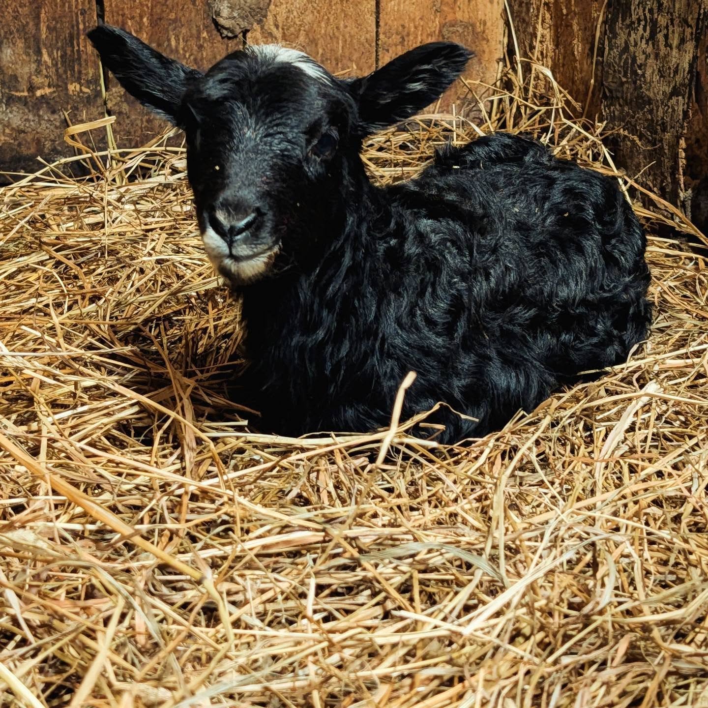 I dag ble den f&oslash;rste pelssauen f&oslash;dt her p&aring; g&aring;rden😍 Et nydelig s&oslash;yelam &hearts;️