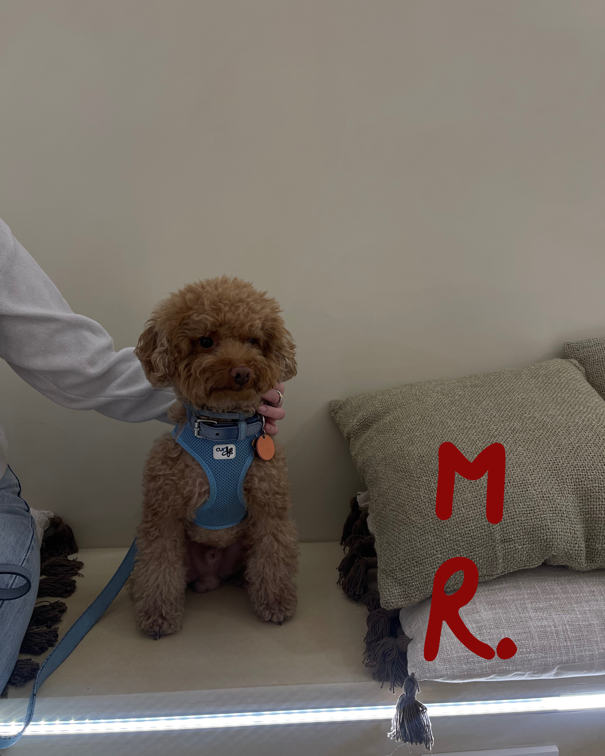 A small curly-haired brown dog sitting on a beige couch with a blue harness and an orange tag. Someone is gently holding the dog's head. To the right, there is a pillow with a beige cover and dark tassels, with the red letters 'M R' written on it.