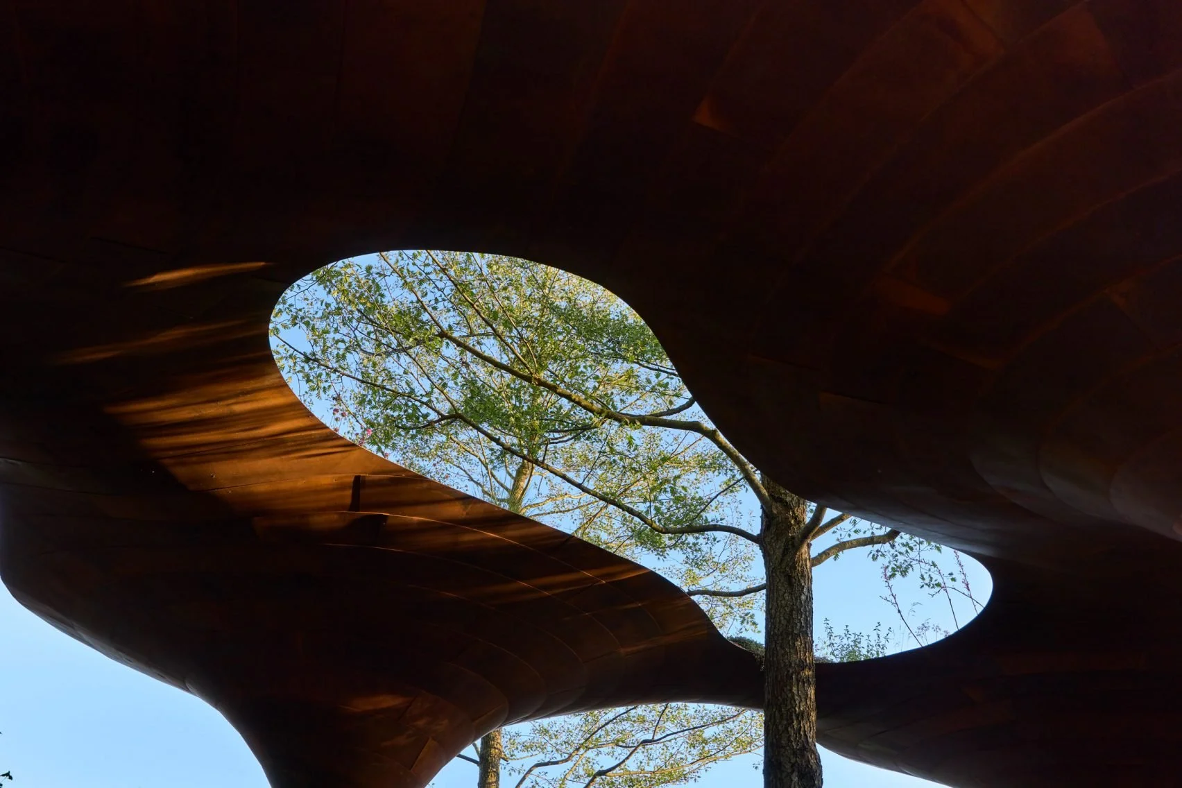 View from inside a futuristic wooden structure looking up through an oval opening at trees and blue sky