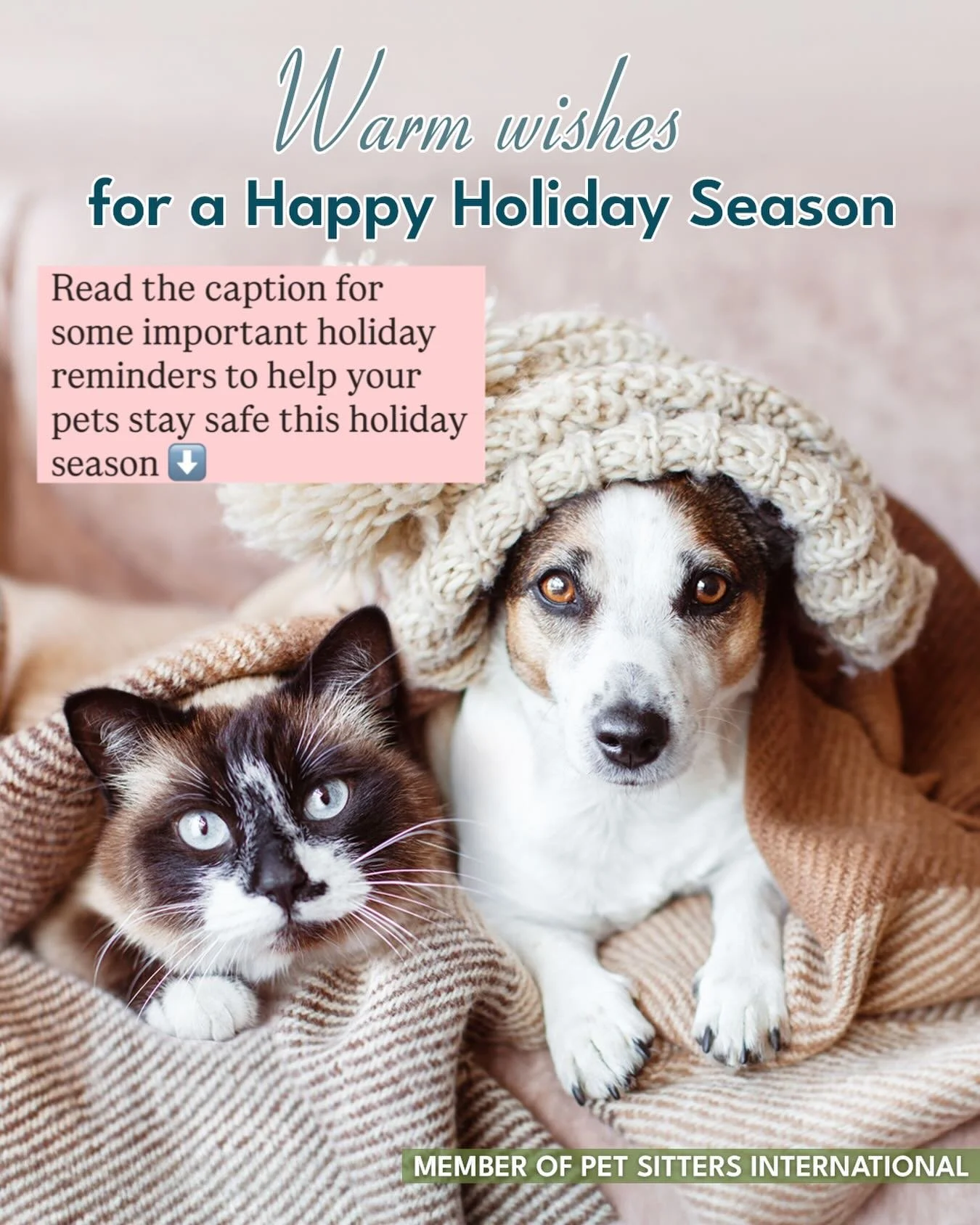 Stop Scrolling! It&rsquo;s the most wonderful time of the year where everyone&rsquo;s beginning to decorate and having it look a lot like Christmas, but as you&rsquo;re decorating, keep these reminders to help keep your pets safe from these holiday h
