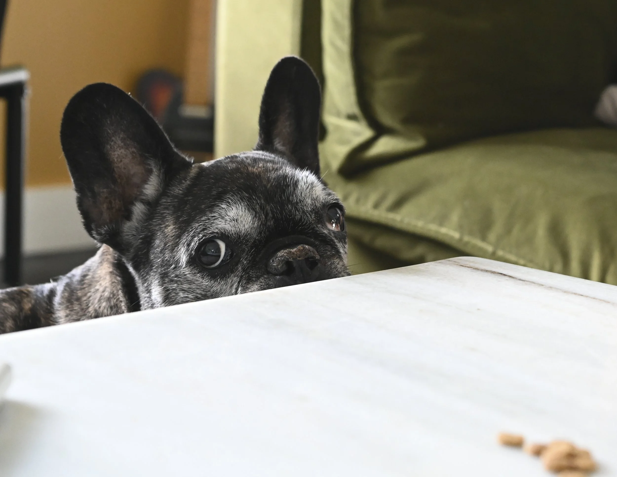 A French Bulldog with a brindle coat resting its head on a white table, looking curiously at the camera with large ears and wide eyes.