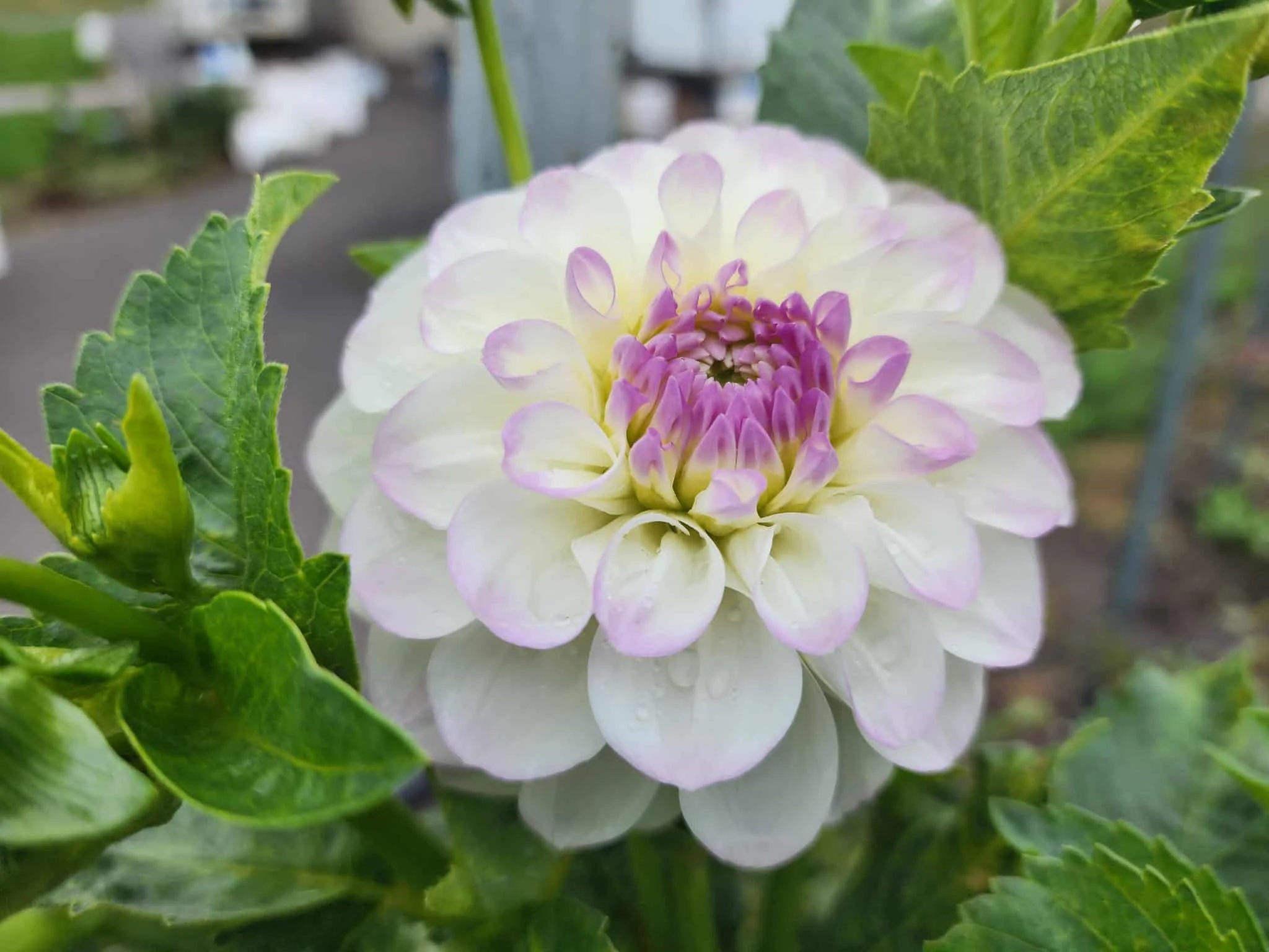 Eveline late bloom.jpeg