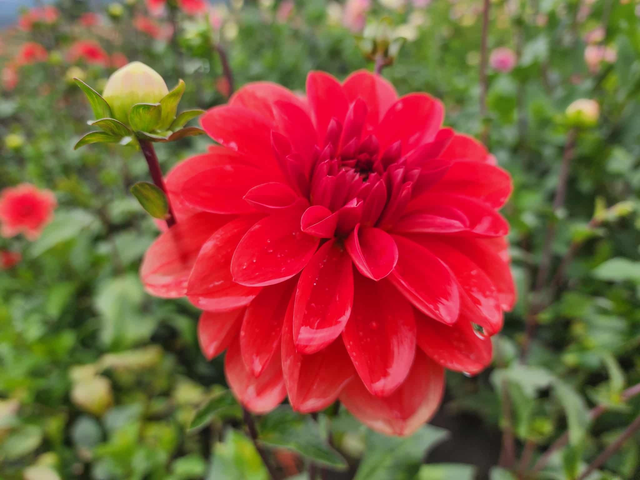 Patricia Ann's Sunset.jpeg