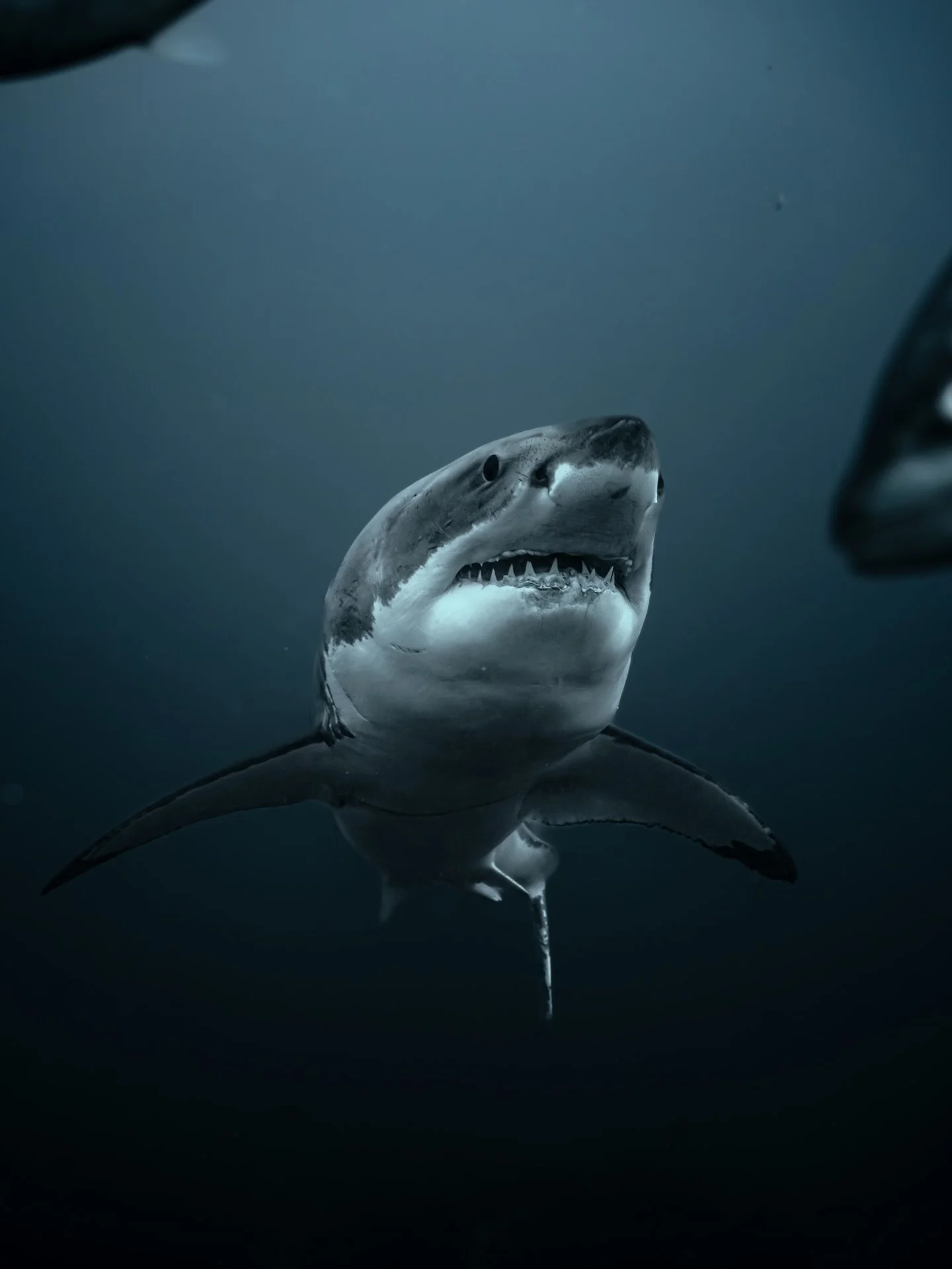 Hi 👋  My name is Alexis and for most of the people I am risking my life by entering in the water with sharks&hellip; far from being right. 

I am an underwater photographer and filmmaker, passionate for what I do and wanting to share these moments w