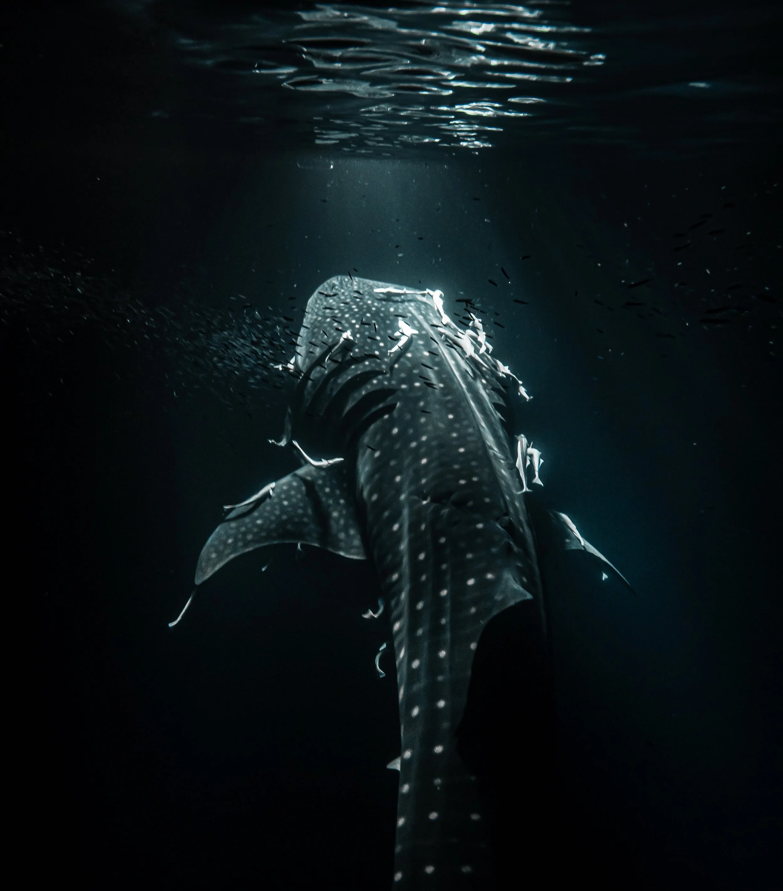 Date plan: go to Maldives and get in the water in the middle of the night to dive with whale sharks. Tell me a better plan 👀

#whaleshark #maldives #dive #sharkdiving #underwaterphotography