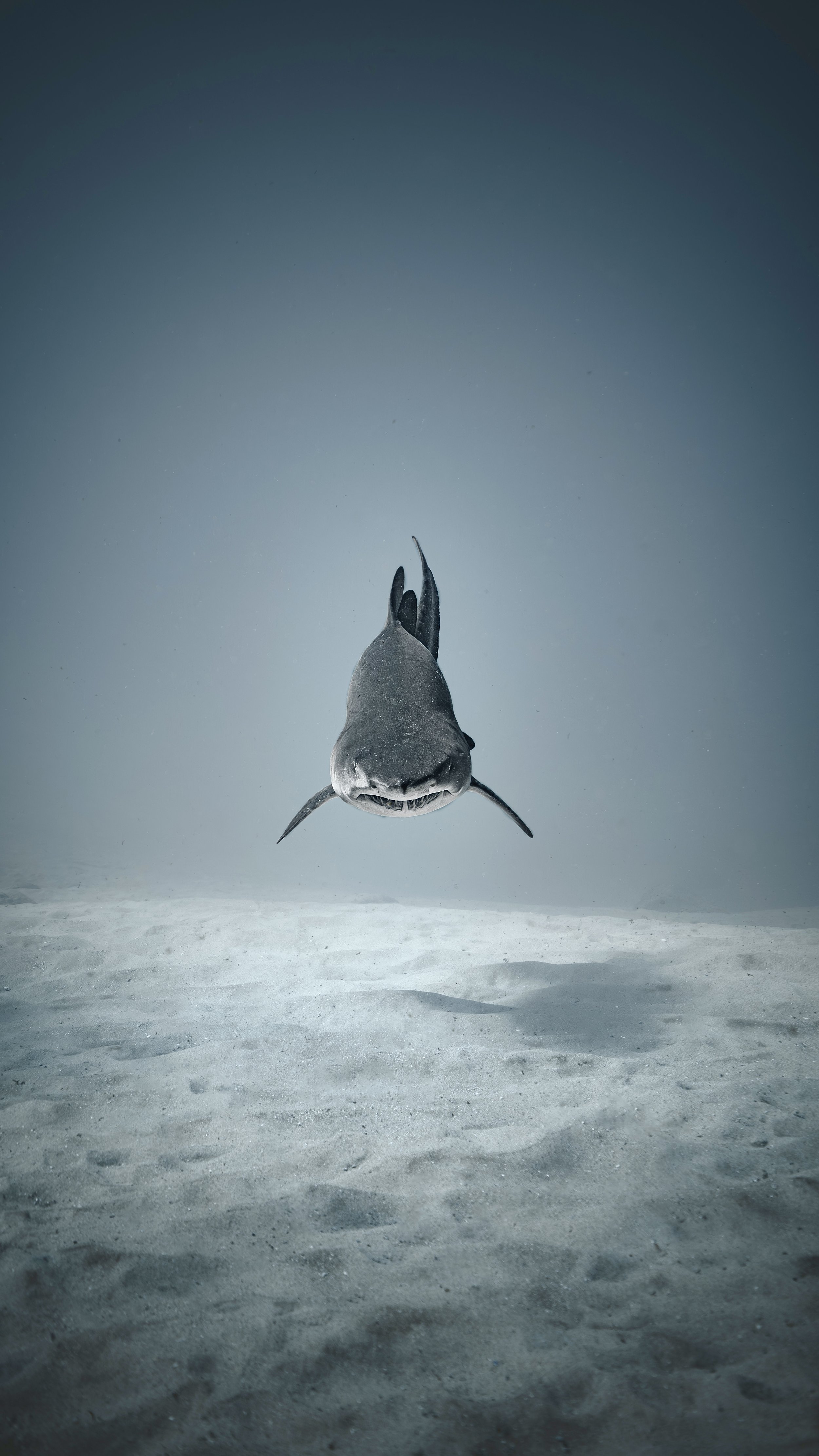 Jaws