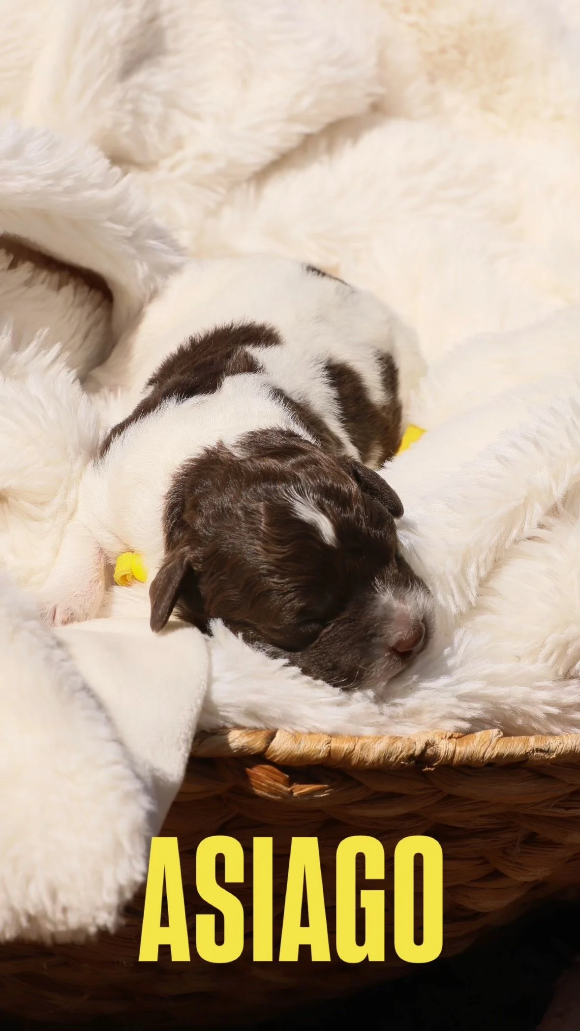 Brown and white puppy sleeping on a soft, fluffy blanket inside a wicker basket, with the word "Asiago" in bold yellow letters at the bottom.