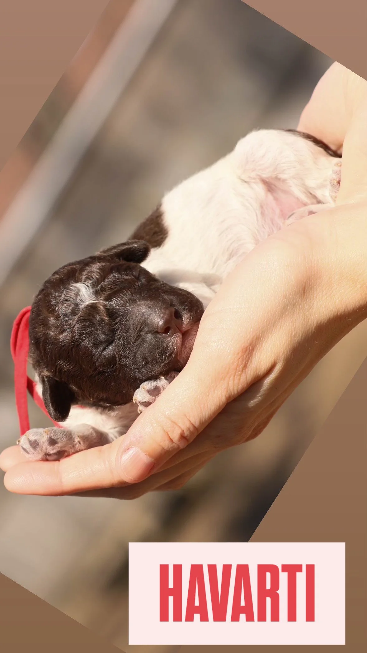 Newborn black and white puppy sleeping in hands with 'Havarti' text overlay.