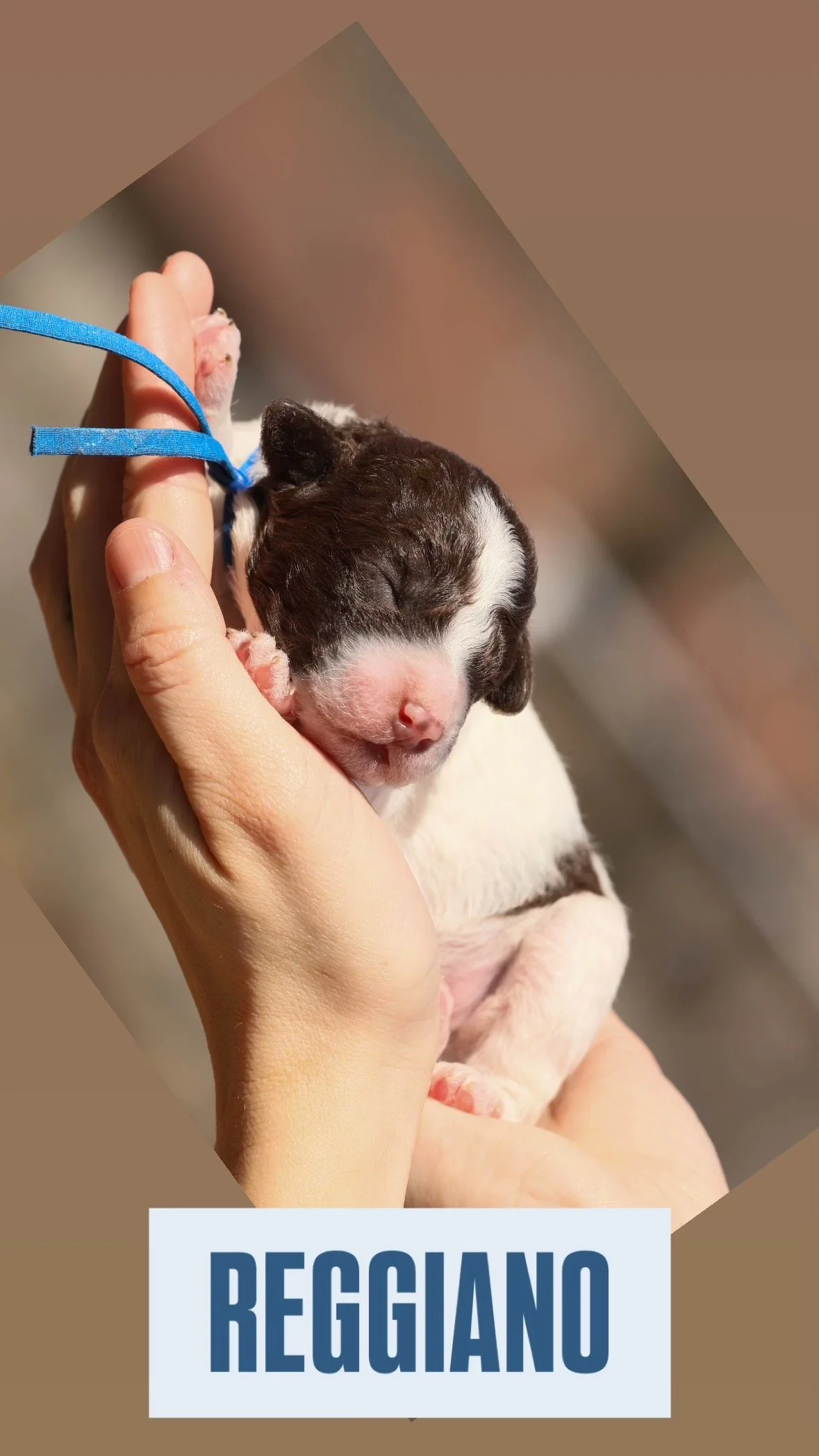 Newborn puppy held in hands with blue ribbon, labeled "Reggiano."
