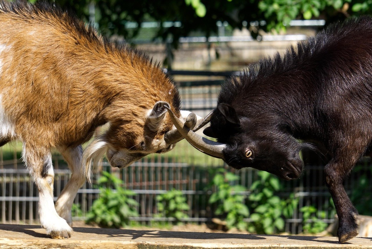 Fight Back