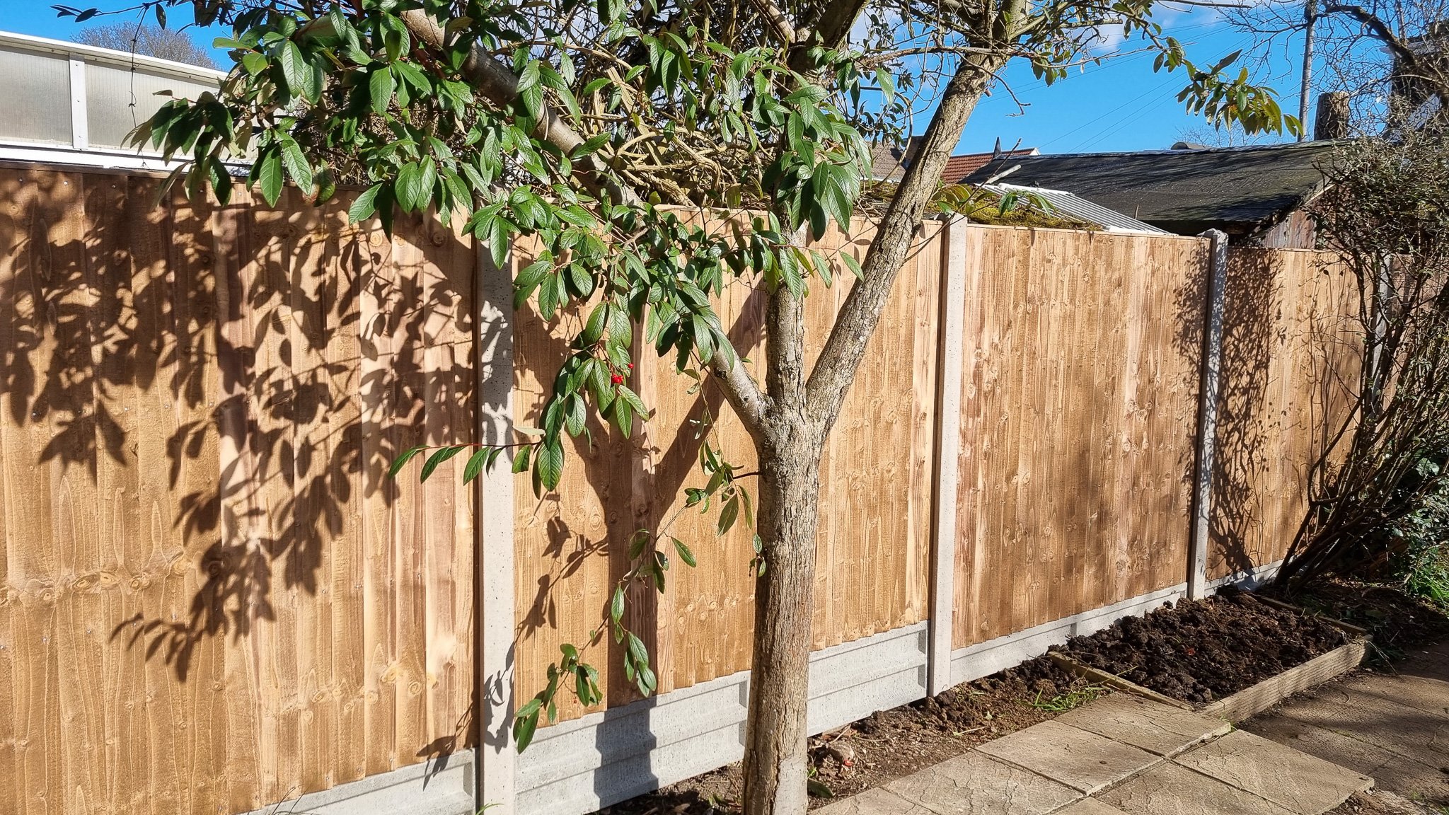 A backyard with a wooden fence, a small tree with green leaves, and a patch of soil along the fence line under a clear blue sky.