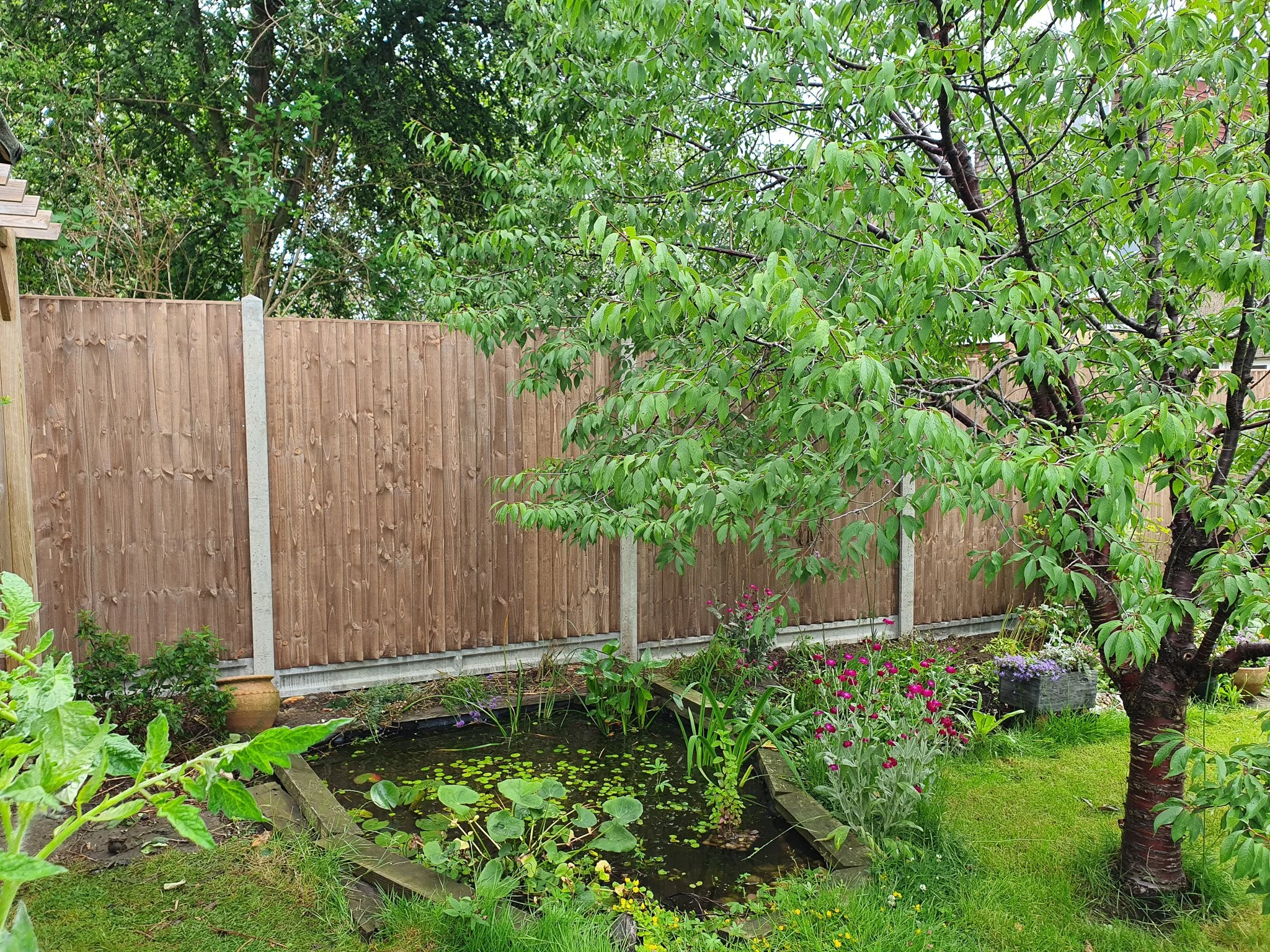 A backyard garden with a small pond, surrounded by green plants, pink and purple flowers, and a mature tree with green leaves. A wooden fence encloses the area.