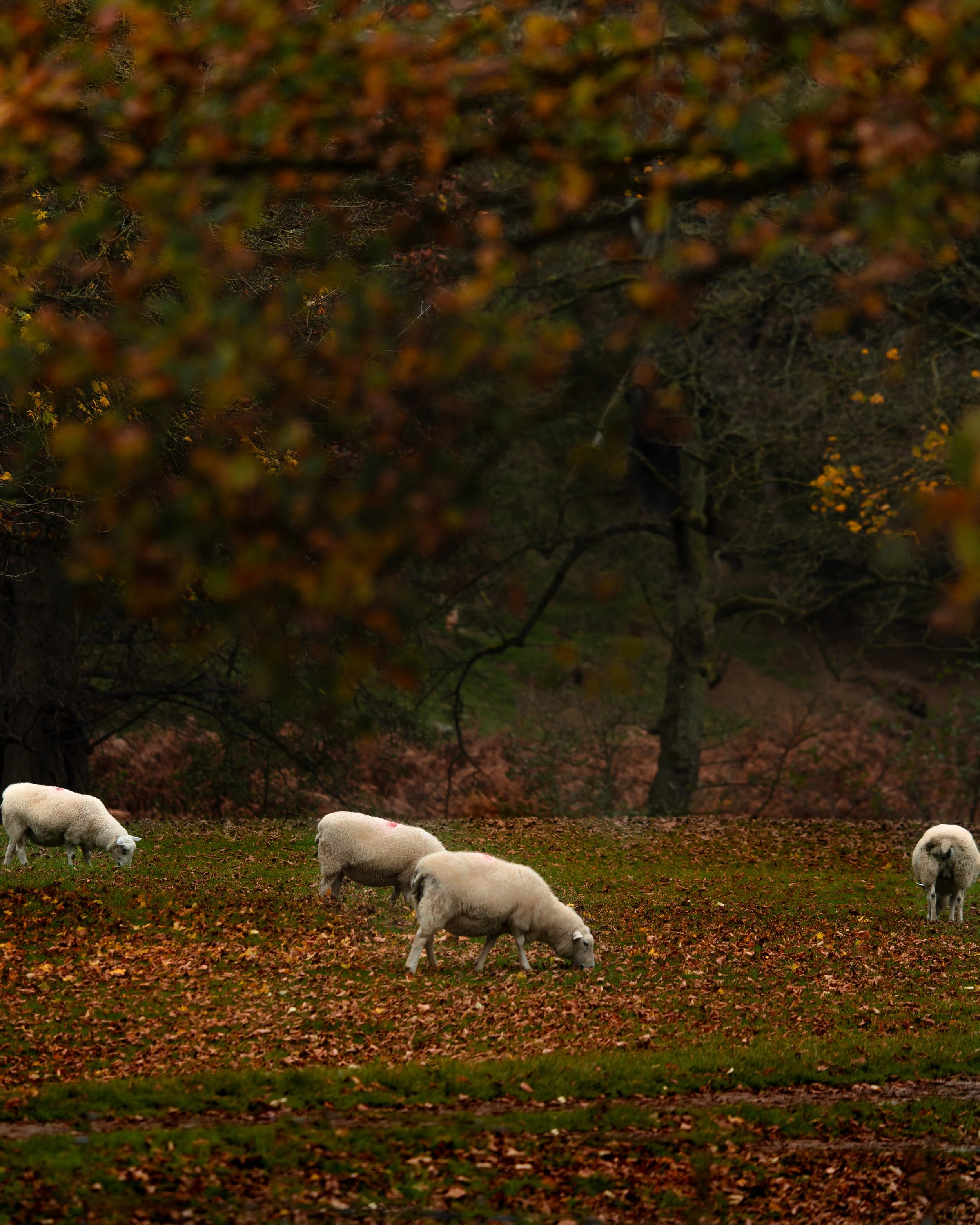 Chatsworth-1-10.jpg