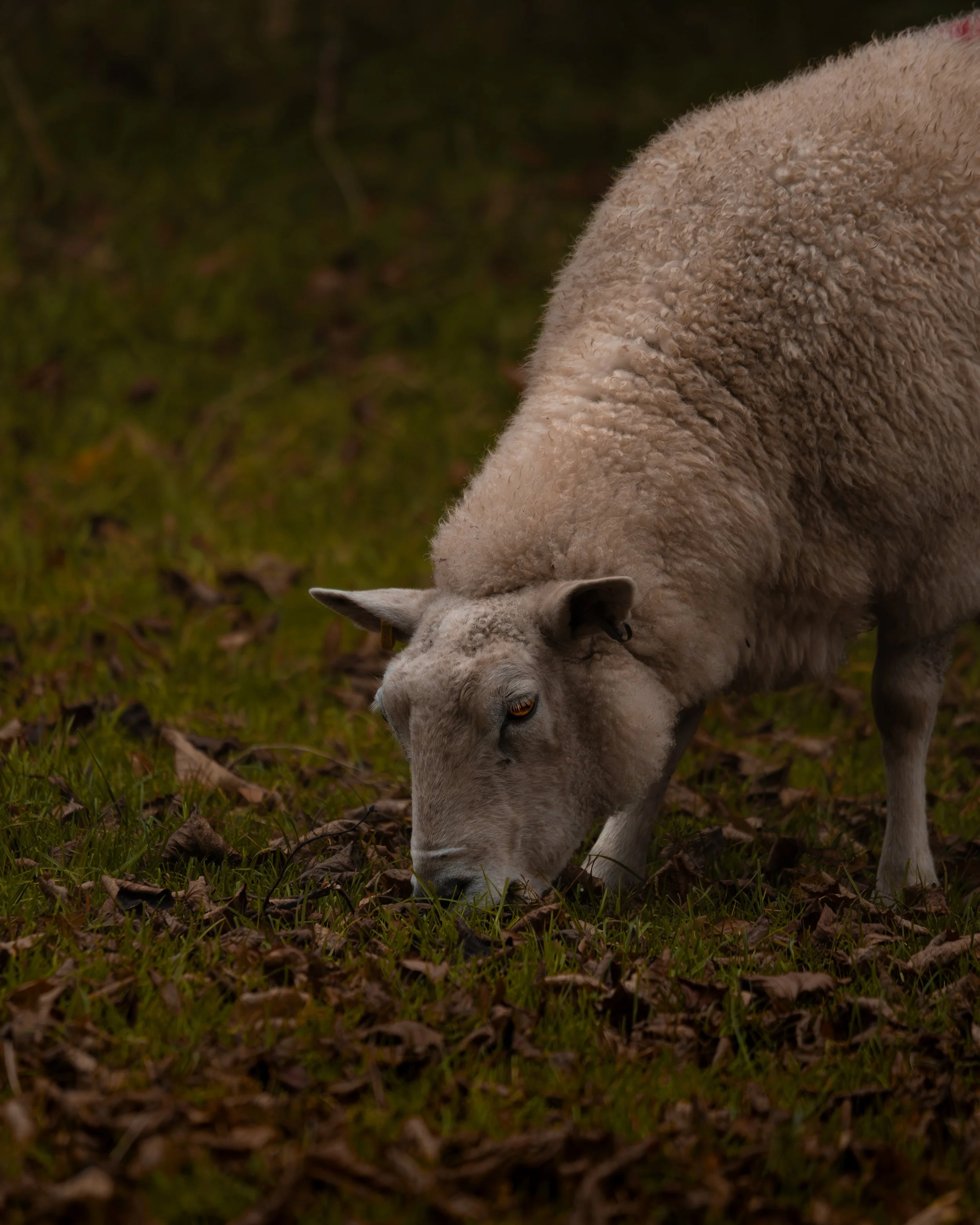 Chatsworth-1-4.jpg