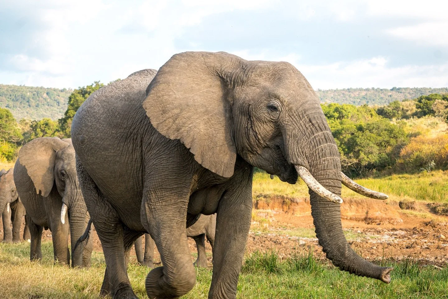 🐘