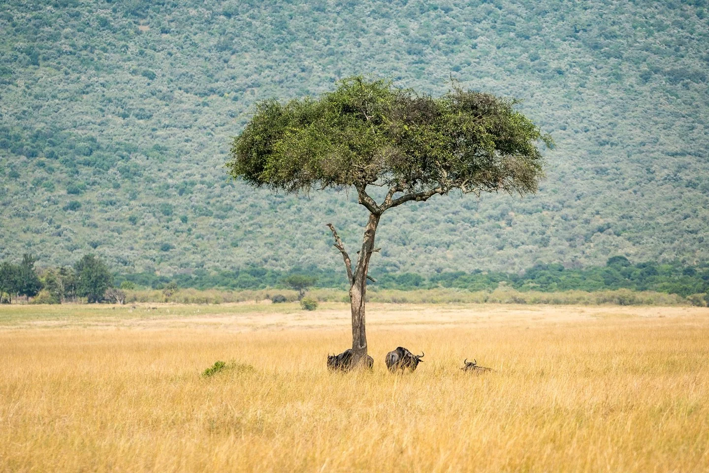Photos from our first afternoon in Masai Mara