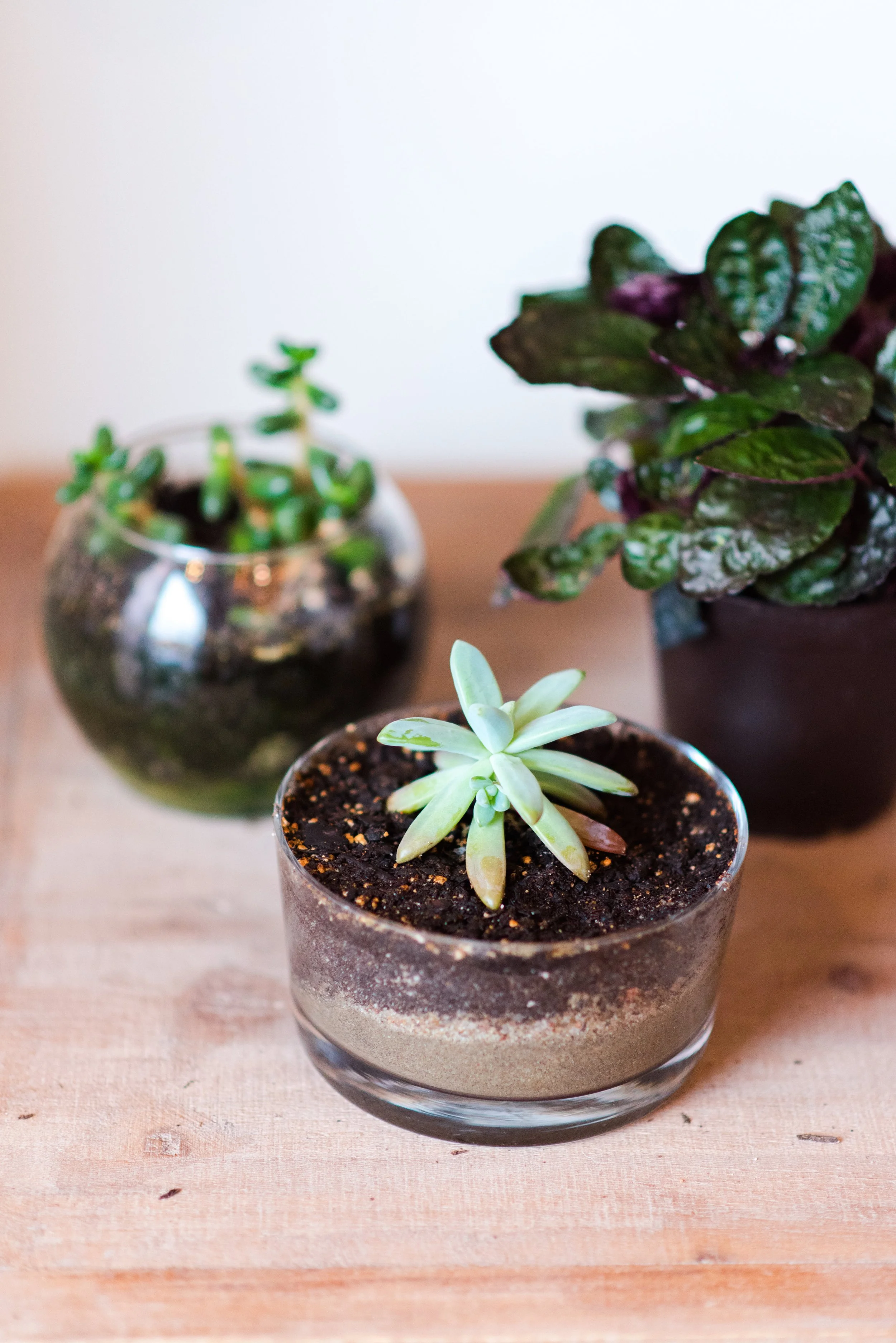 Victorian Gardens Workshop-0018.jpeg