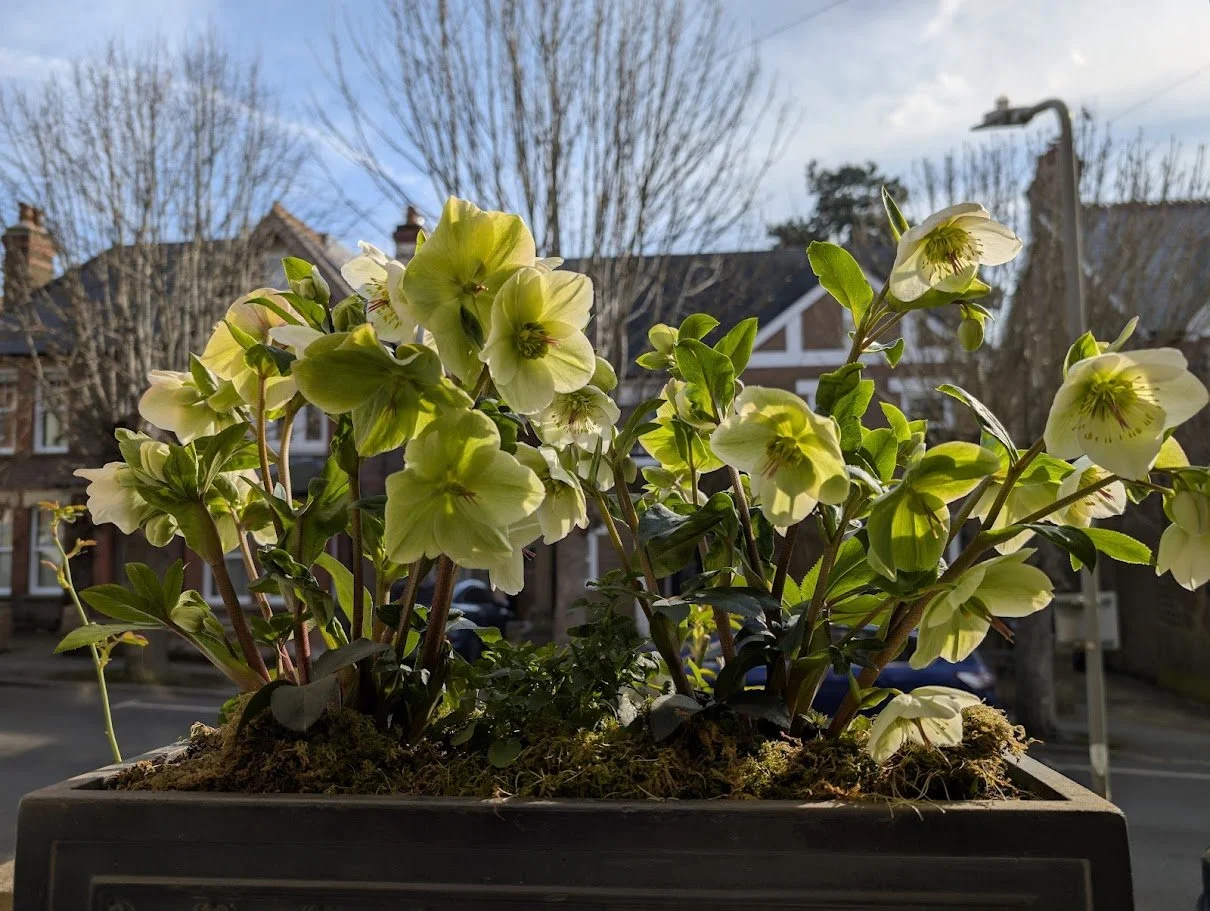 MrsBrowns - Corsican Hellebore