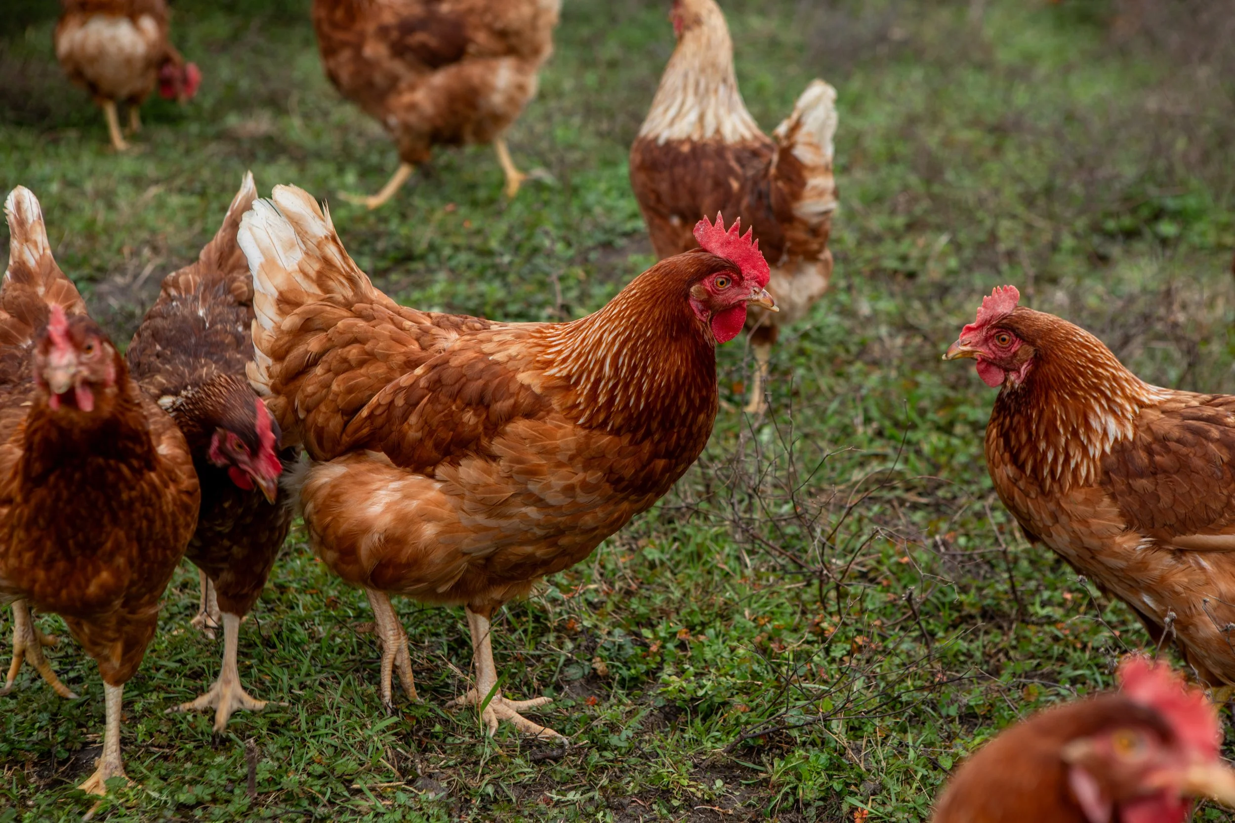 TH_farm_february-27.jpg