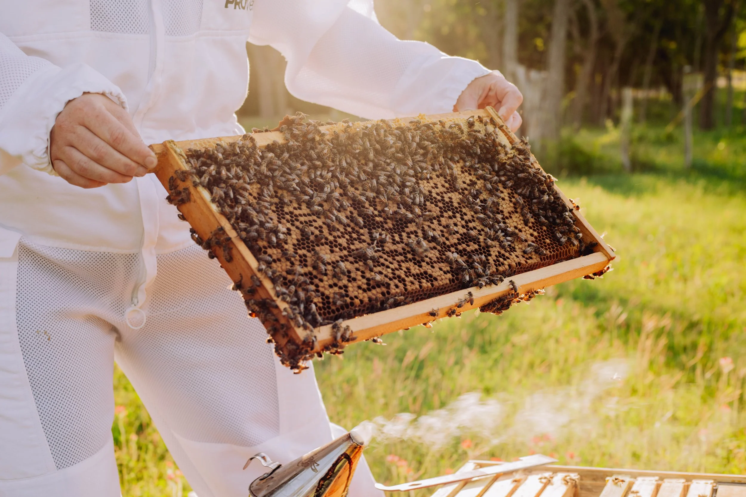 T+H Farms Bees Spring-52.jpg