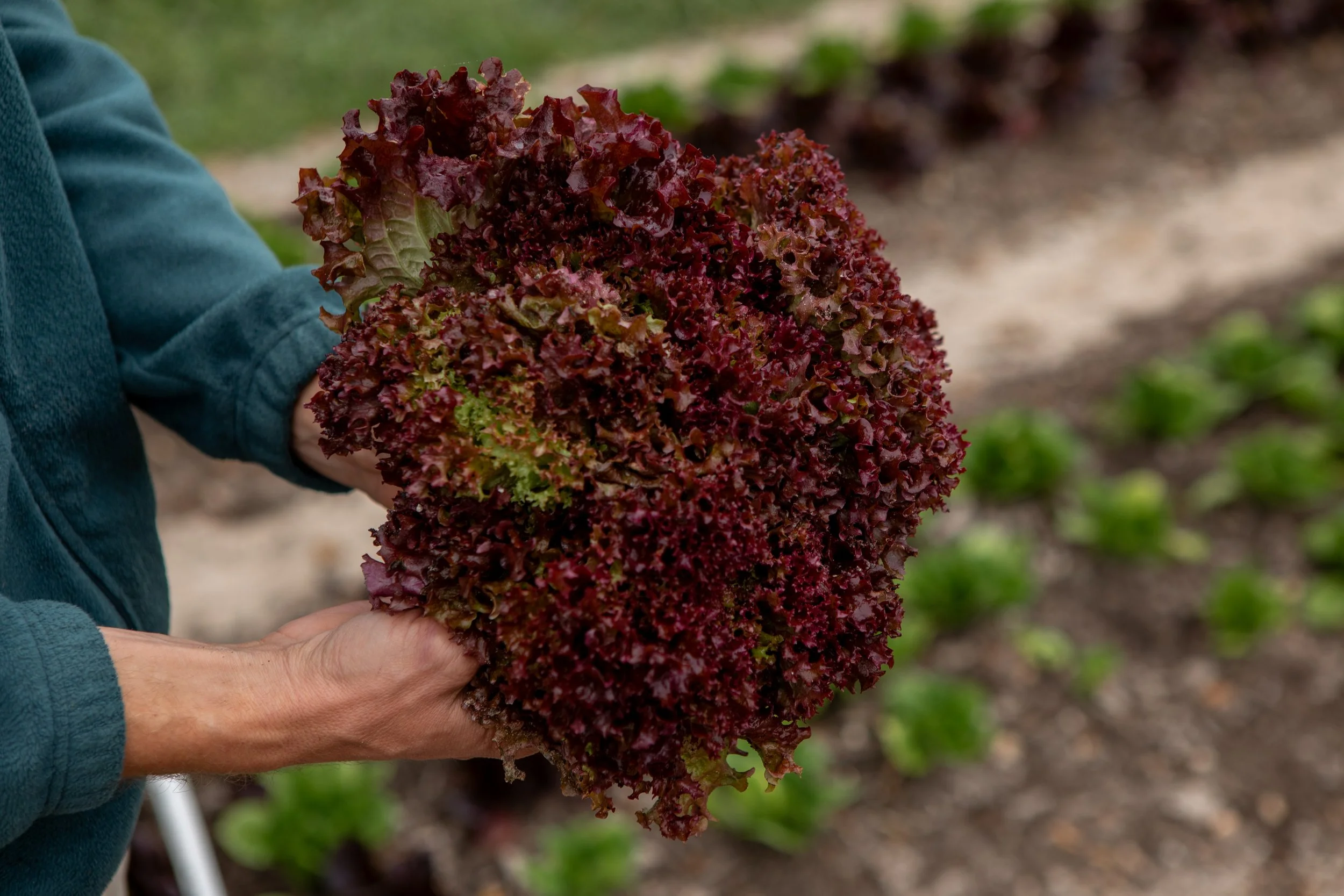 TH_farm_february-20.jpg