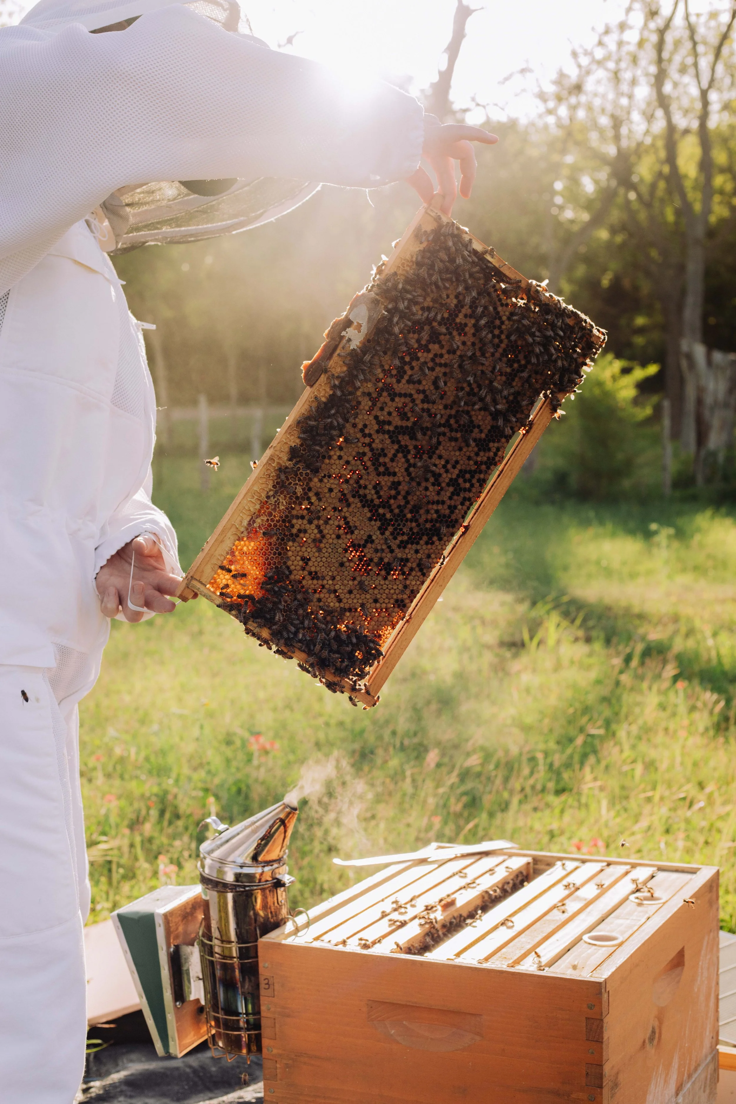 T+H Farms Bees Spring-67.jpg
