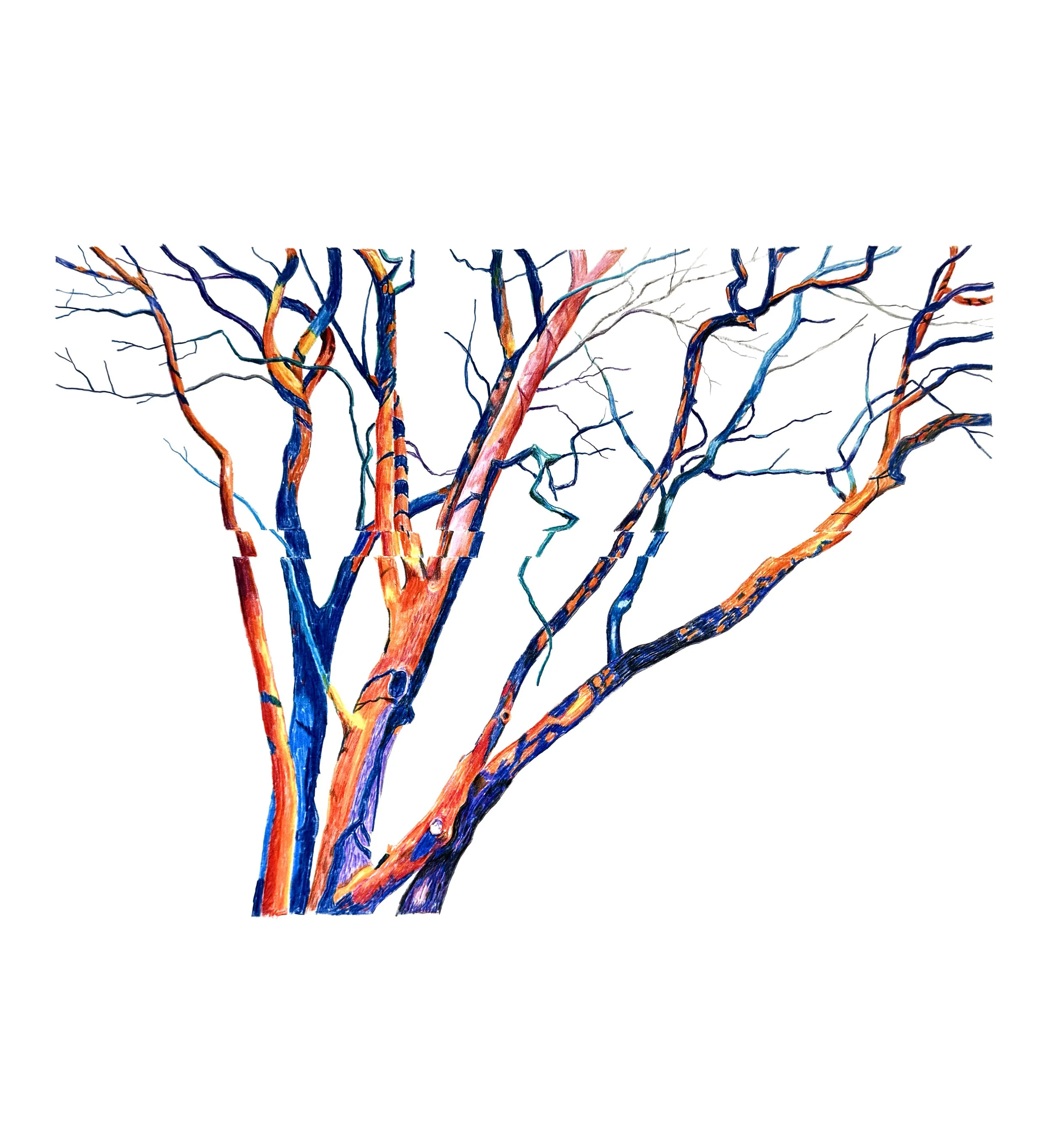 Madrone 1, 20" x 16", Colored pencil
